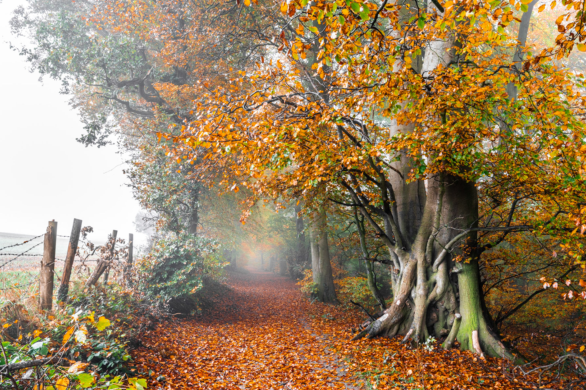 A fog-softened lane in the Chilterns threads between ancient multi-stemmed beech trees in full autumn colour, fallen leaves carpeting the path to a vanishing point lost in mist. The gnarled, ivy-patched root plate of the foreground tree anchors a composition that balances the intimate and the atmospheric. Barbed-wire fence posts to the left suggest a field boundary, characteristic of a high downland track in this part of Oxfordshire in late October or early November.
