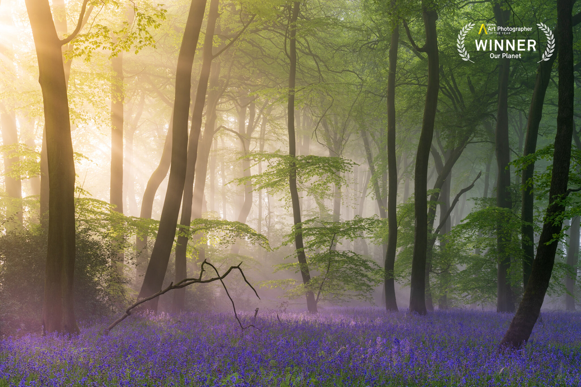 Bluebells at Sunrise - Early morning sunbeams cut through this beautiful beechwood in The Chilterns AONB, in Oxfordshire. Bluebells carpet the woodland floor, and warm light illuminates the scene. A truly magical springtime capture.