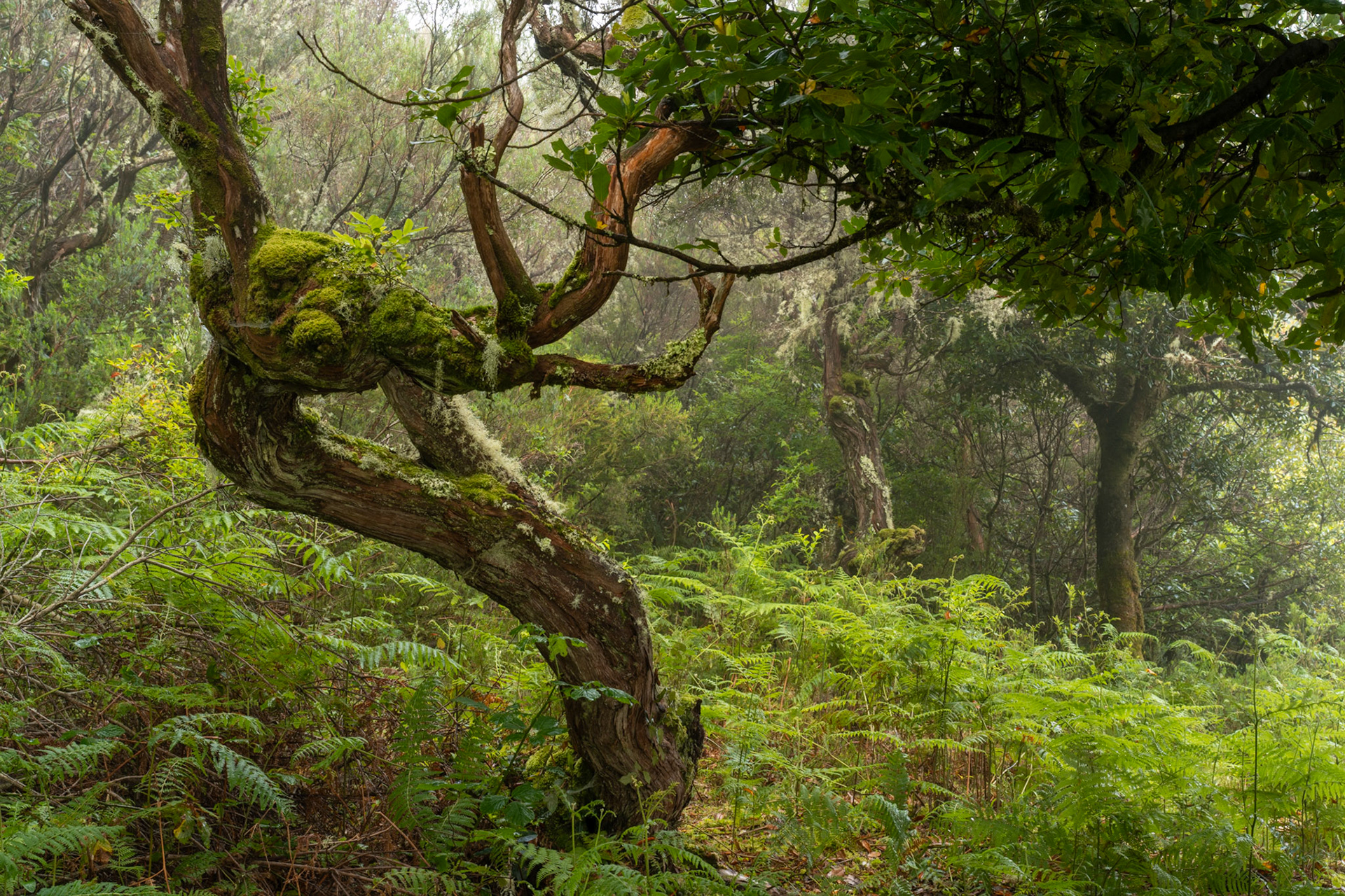 A gnarled, moss-clad trunk spirals through a fern-carpeted understorey, its contorted form suggesting decades of wind-driven growth. Lichen traces the bark in pale threads while soft mist dissolves the background canopy into layers of receding green. The scene is consistent with the ancient laurisilva forest of Madeira, where cloud and humidity sustain this density of moss and fern year-round.