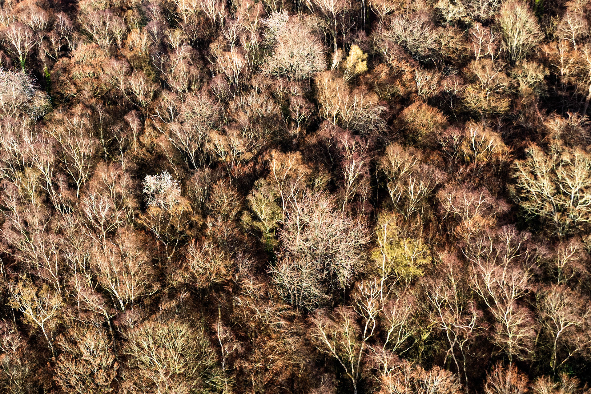 An overhead view of mixed deciduous woodland near Henley-on-Thames captures the canopy in the last days before leaf-break, the pale silver of birch and beech stems threading through residual russet and patches of evergreen understorey. Raking sidelight from a low sun picks out individual crowns against the shadowed mass beneath, giving the flat plane of treetops an unexpected sense of relief and texture.