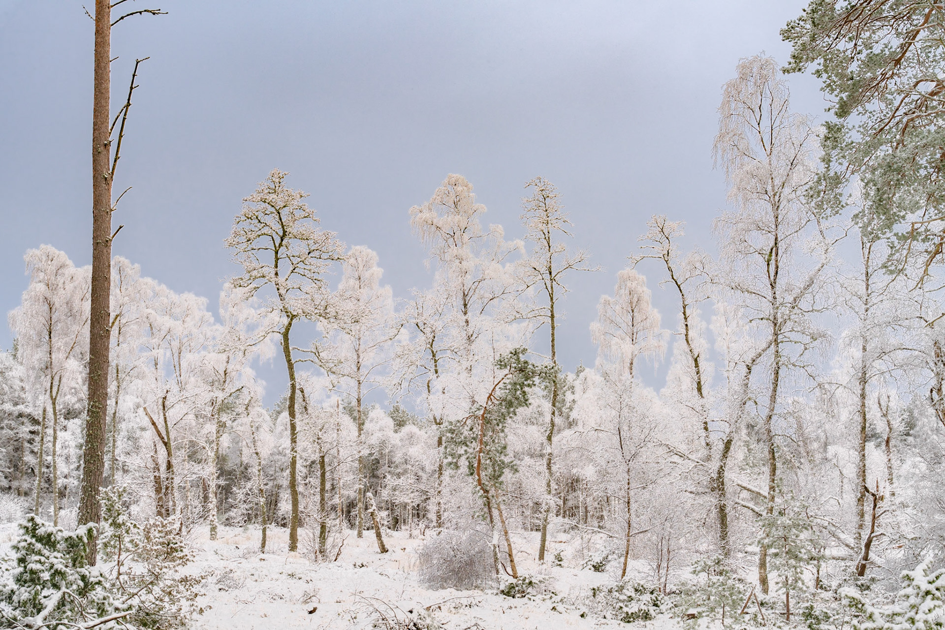 A mixed woodland of birch and pine stands heavily rimed with hoarfrost and fresh snow beneath a flat, pale sky. The uniform coating of white across the canopy creates a near-monochromatic scene broken only by the warm bark tones of the foreground trees. Midday light offers no modelling, flattening depth across the composition.