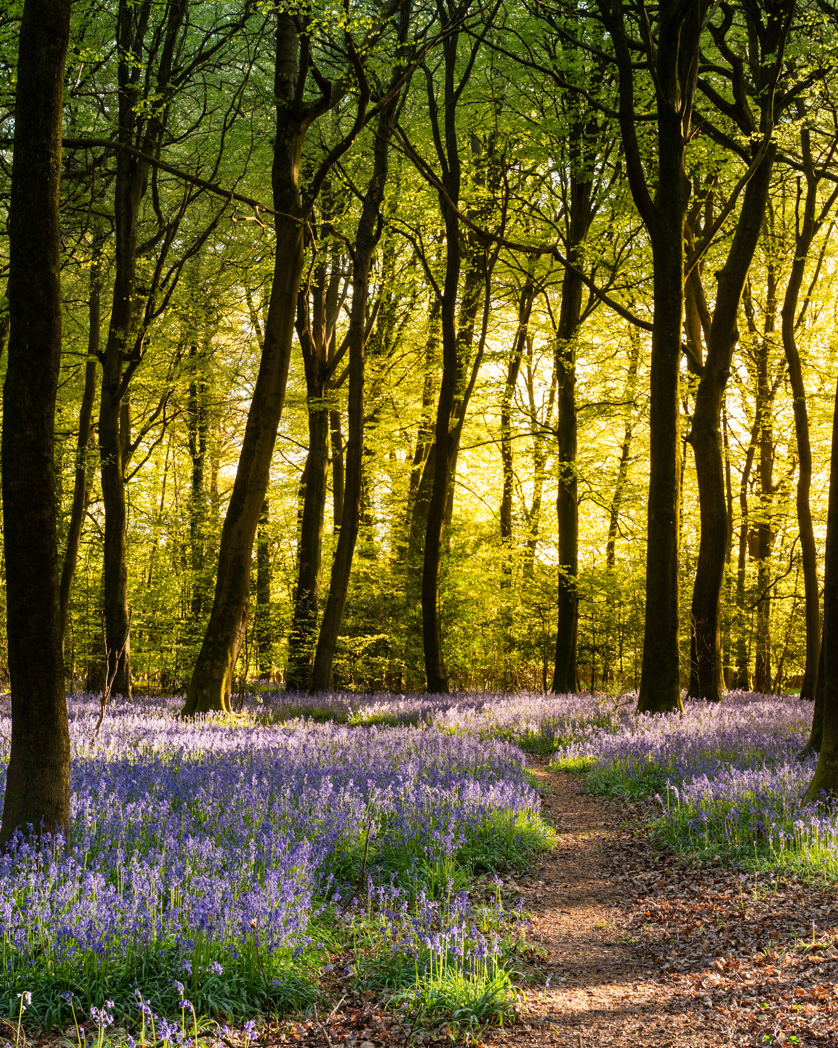 Backlit dawn sun cuts through young-leafed beech woodland in the Chilterns, Oxfordshire, silhouetting trunks against a luminous chartreuse canopy. A worn earth path draws the eye into the carpet of bluebells covering the woodland floor. The low angle of the light intensifies the contrast between the dark foreground structure and the glowing interior of the wood.