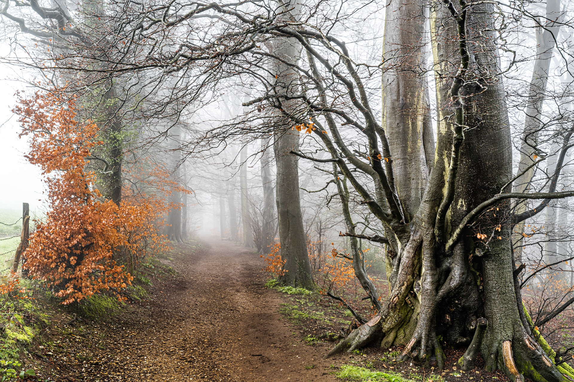 A broad dirt path draws the eye into dense fog between ancient beech trees in the Chilterns, their bare branches interlocking overhead to form a natural arch. Clinging copper leaves on low beech scrub provide the sole warmth against the monochrome grey of mist and bare bark. The receding tree line dissolves entirely into white, leaving the destination unresolved.
