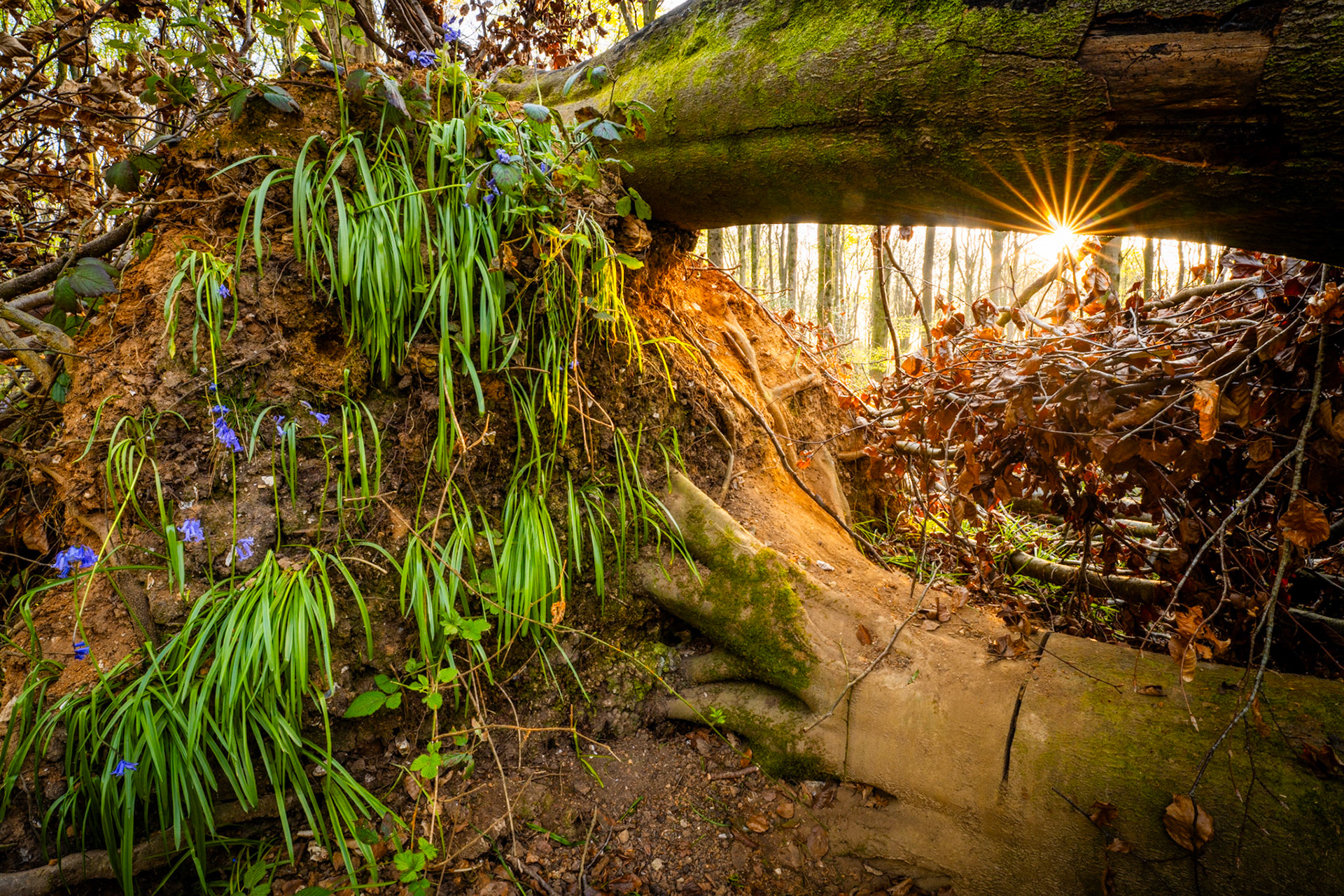 In the beech woods of West Woods, Wiltshire, a fallen tree forms a natural arch over its own exposed root plate, bluebells and wild garlic clinging to the upturned soil in early spring. Low sunlight bursts through the gap between trunk and ground, throwing warm light into an intimate hollow of root, earth and leaf litter. The composition frames the forest beyond as a secondary world, glimpsed rather than revealed.