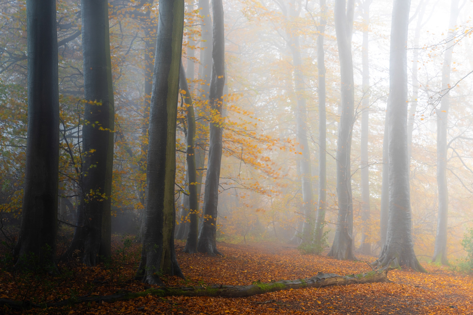 A mature beech woodland in the Chilterns, Oxfordshire dissolves into dense autumn fog, the dark foreground trunks giving way to luminous, mist-softened forms beyond. Fallen leaves carpet the woodland floor beside a moss-covered fallen branch, while clinging amber foliage filters the diffuse light. The tonal shift from near-black to near-white creates a natural depth that rewards prolonged attention.