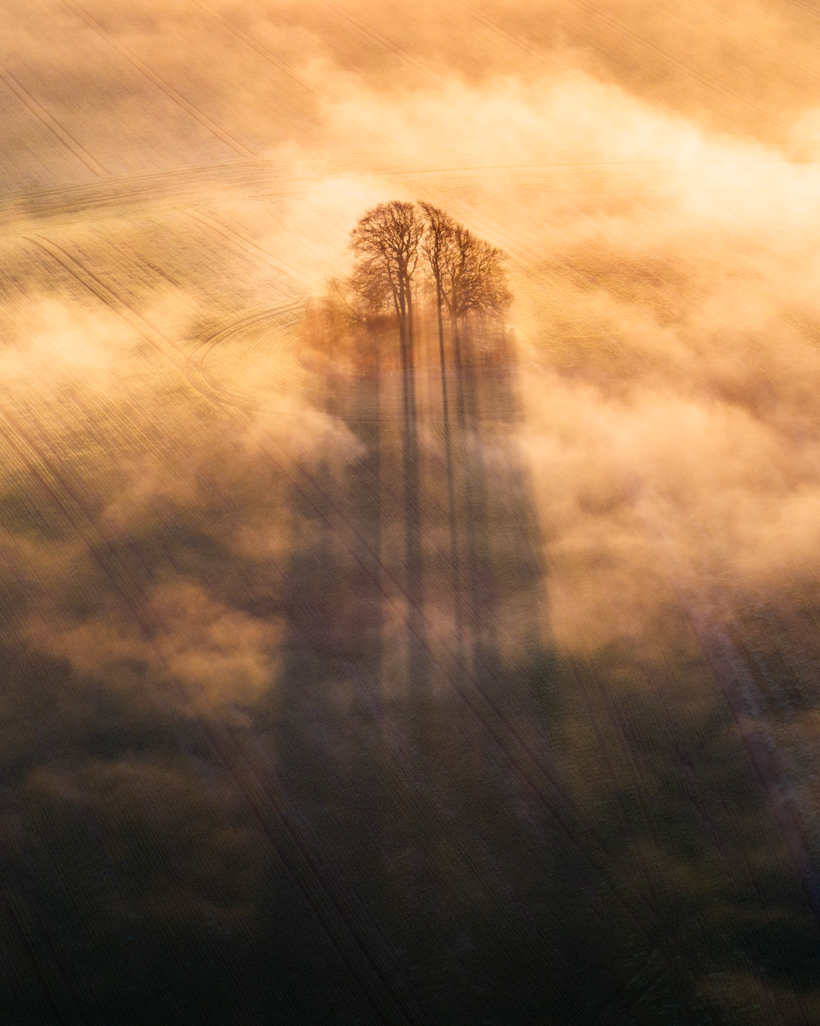 A small cluster of bare winter trees emerges from a ground inversion above ploughed arable fields at Brightwell Barrow, the low ridge near the Wittenham Clumps in Oxfordshire. Backlit by low January dawn light, the trunks cast long shadow-streaks through the dispersing fog onto the field below, reducing the landscape to a near-abstract study in amber and dark earth. The aerial perspective compresses field tramlines and fog layers into a single coherent plane, isolating the trees as the sole vertical anchor.
