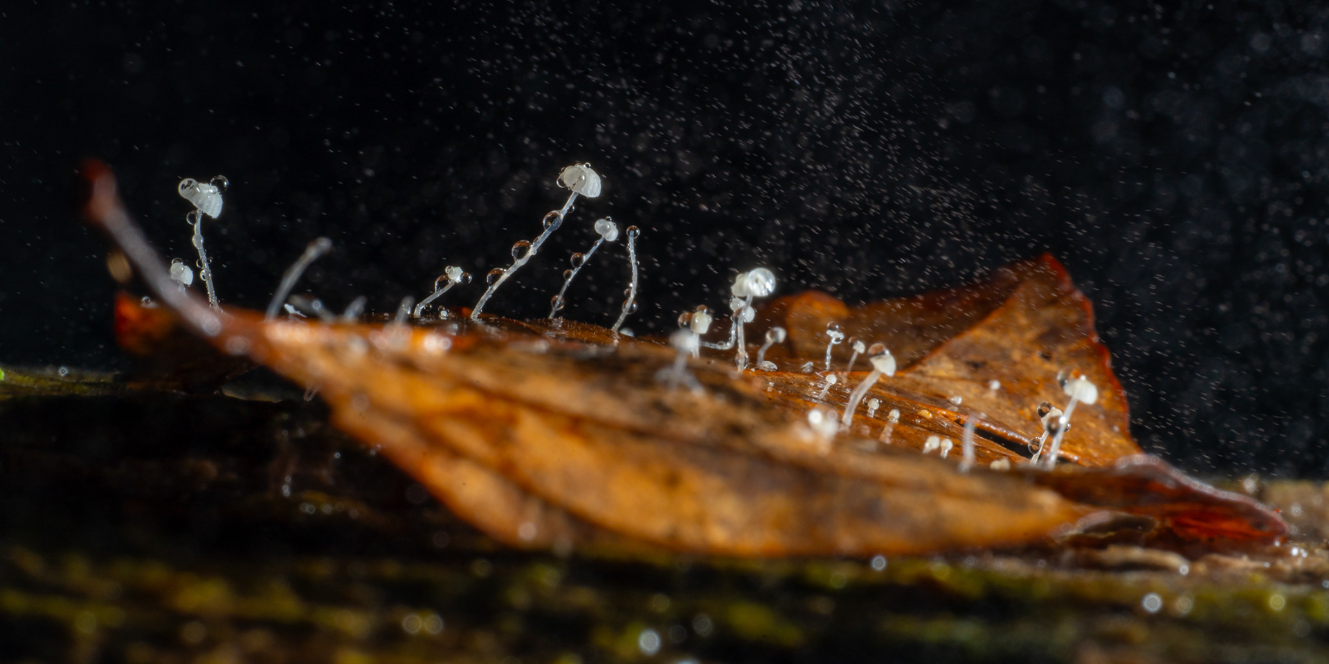 Tiny mushrooms grow in abundence on this leaf, filling it with otherworldly life forms. Captured on the Sigma 105mm Macro Art lens.
