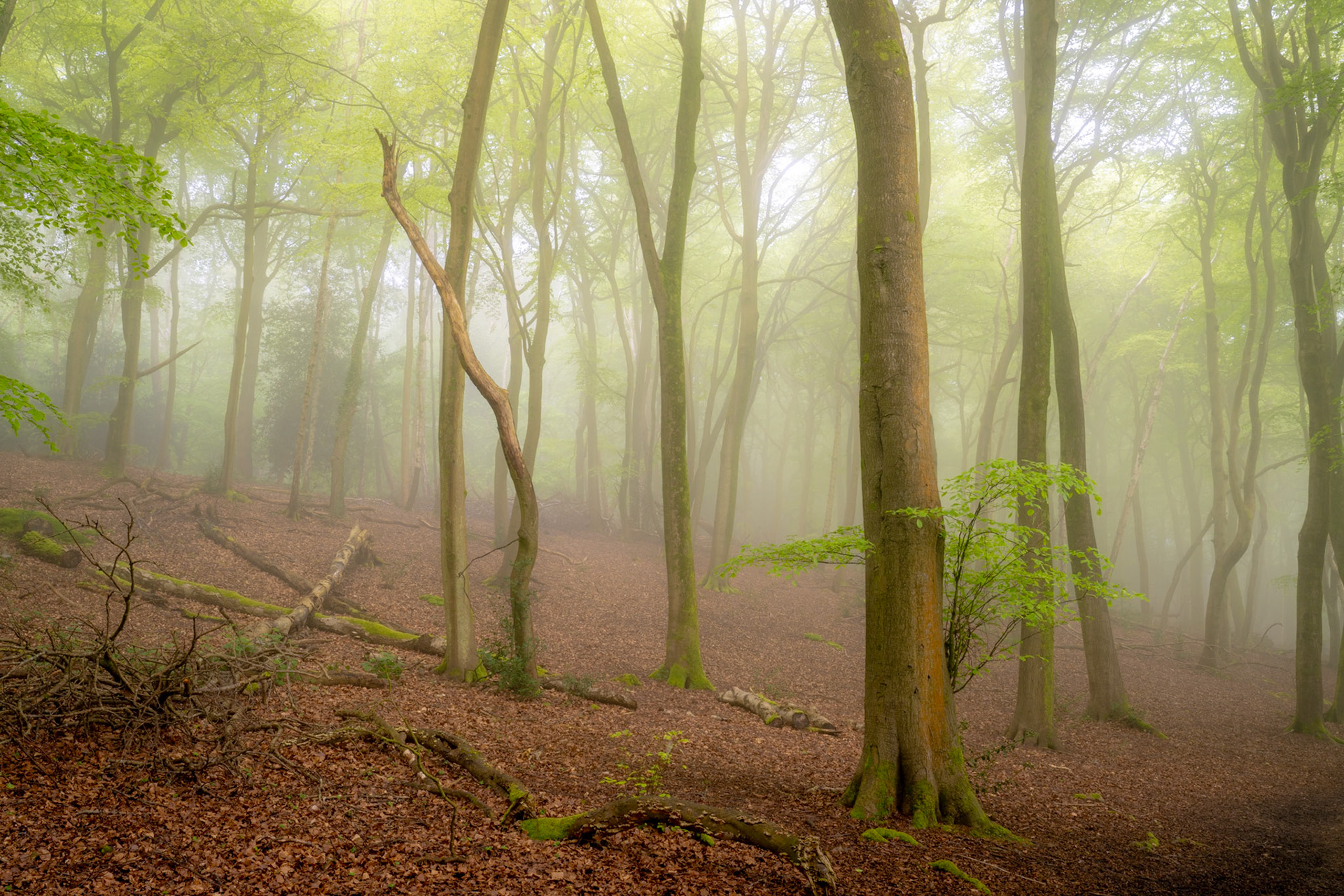 Mist softens the middle distance of a mature beech woodland in the Chilterns, Oxfordshire, in early May, when the canopy is just breaking into fresh leaf. Fallen timber and moss-covered roots anchor the foreground, while a young sapling at the base of the dominant trunk introduces a counterpoint of vivid green. The quiet diffusion of light through the fog creates a layered recession that draws the eye deep into the stand.