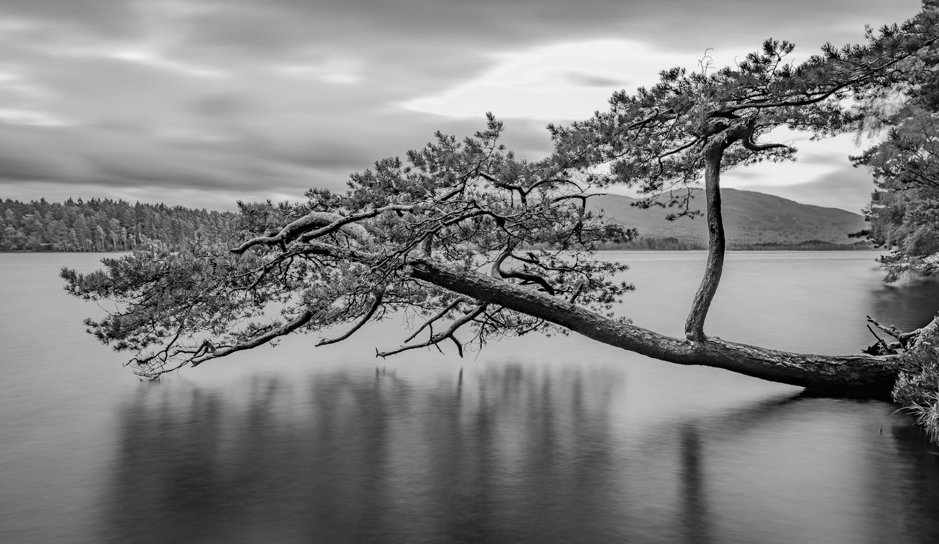A wonderful wonky pine tree growing over the waters of Loch Garten in the Cairngorms, Scotland