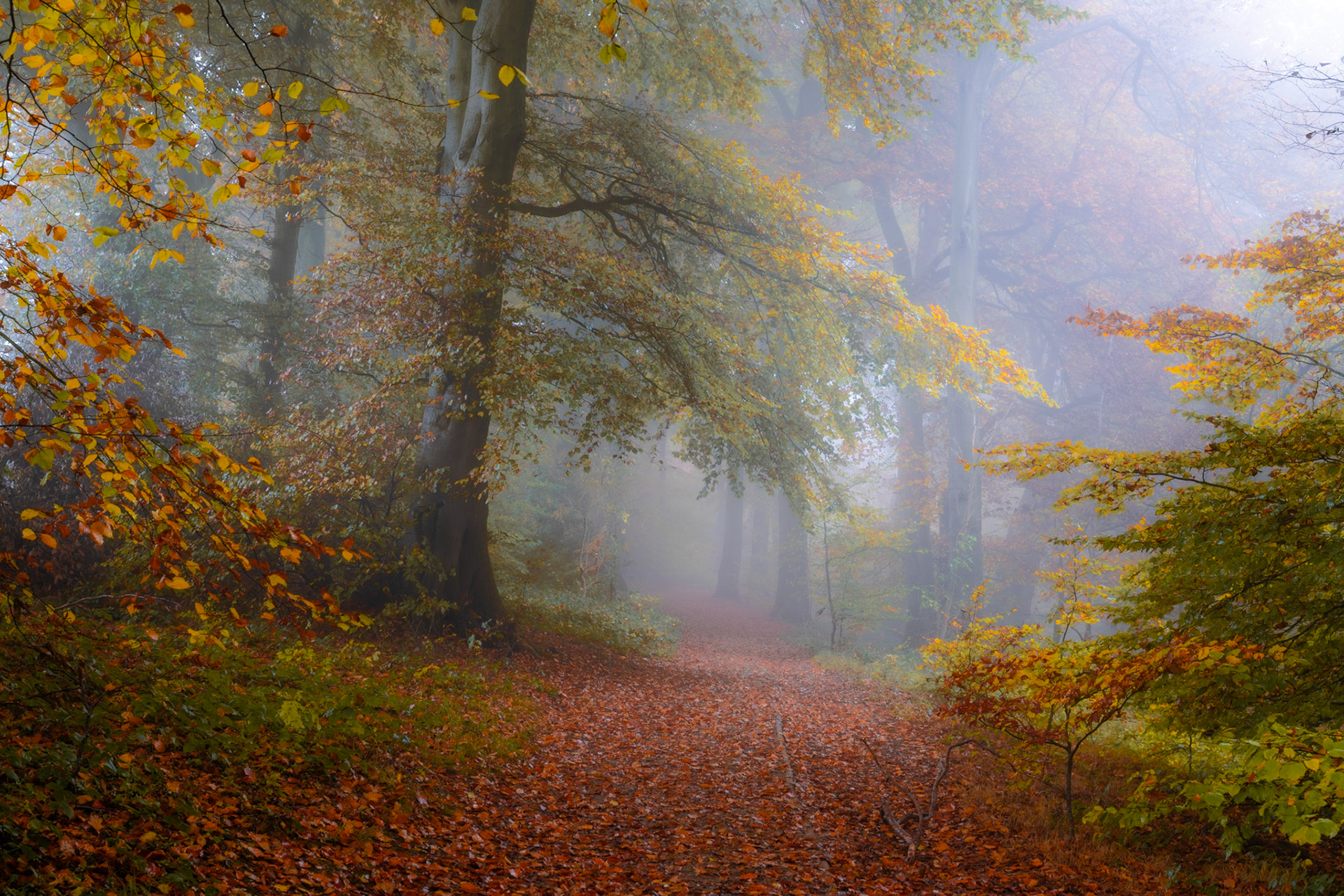 The autumn colours are spectacular in this capture from Aston Rowant woodland in the Chiltern Hills. Fog shrouds the trees giving a painterly effect to this capture.