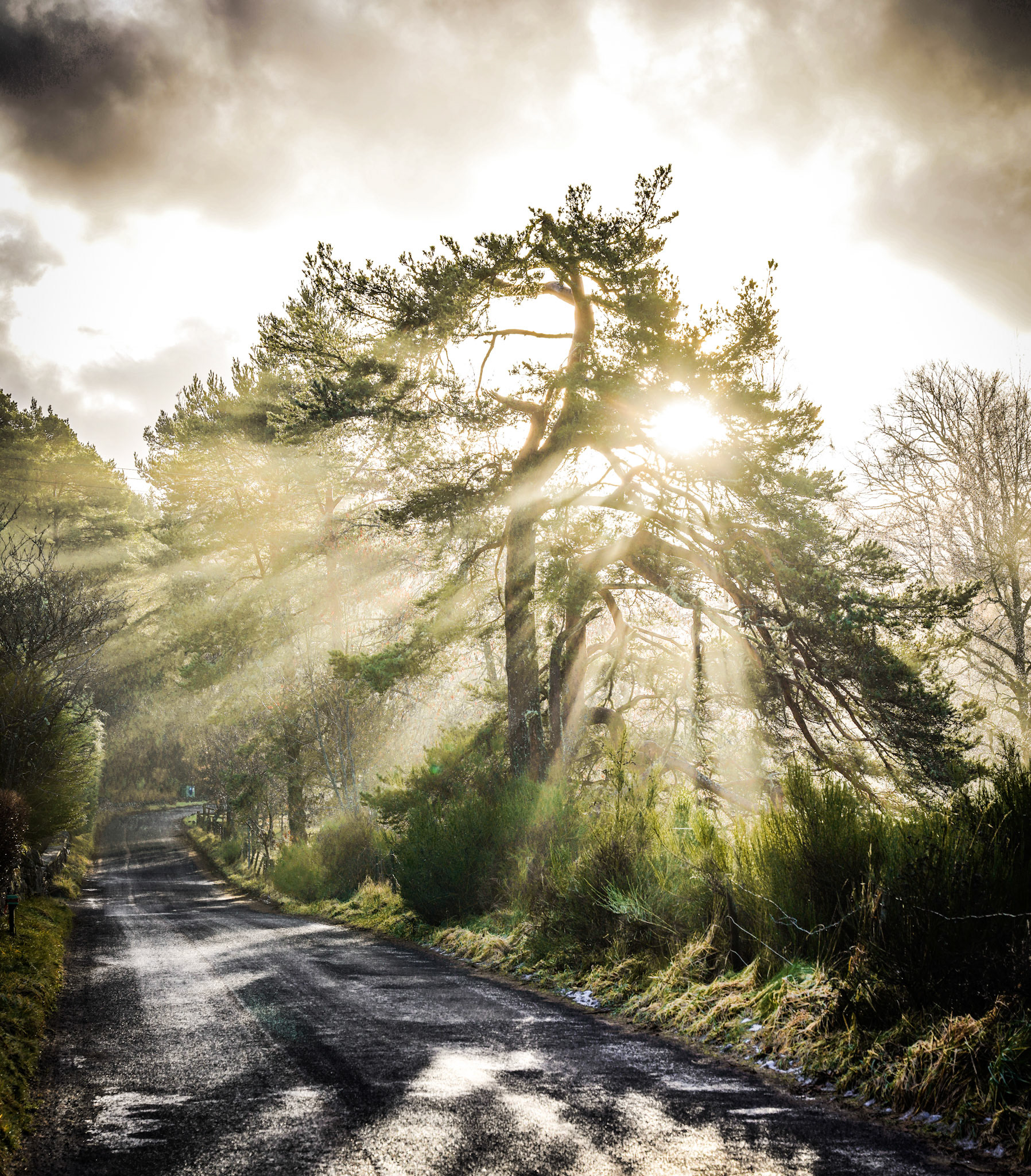 Sun beams visible through a misty characterful old pine tree in the Cairngorms, Scotland