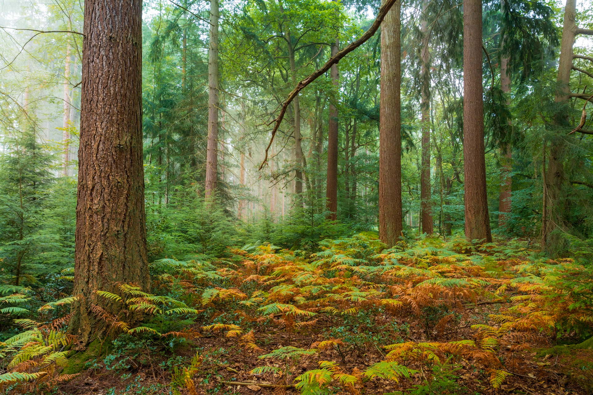A mixed conifer woodland at dawn, the forest floor carpeted in bracken turning from green to russet in the late-summer heat. Residual mist filters the light between the tall trunks, softening the middle distance and lending the scene a quiet, layered depth. The diagonal branch and dominant foreground trunk anchor an otherwise open composition.