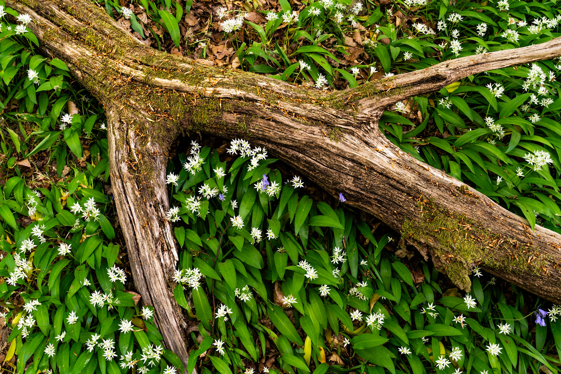 A moss-patched fallen branch divides a carpet of wild garlic in full flower, its forked form creating a natural frame within the woodland understorey. Scattered bluebells punctuate the white-starred mass of Allium ursinum, suggesting a mixed-species ancient woodland setting. The overhead viewpoint strips the scene to pattern and texture, the branch acting as a structural counterpoint to the soft repetition of bloom.
