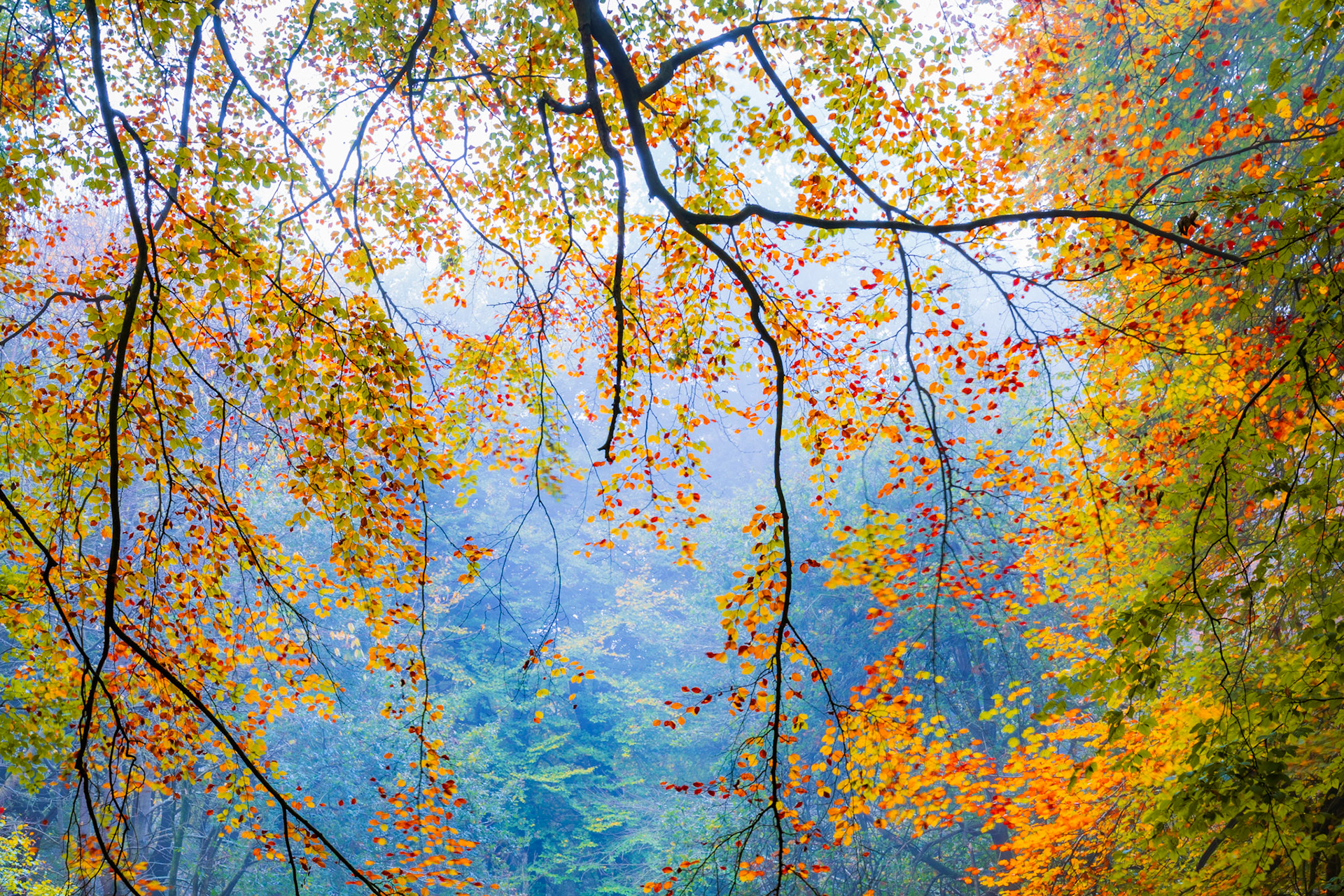 Beech leaves are the beautiful autumn palette of colour.