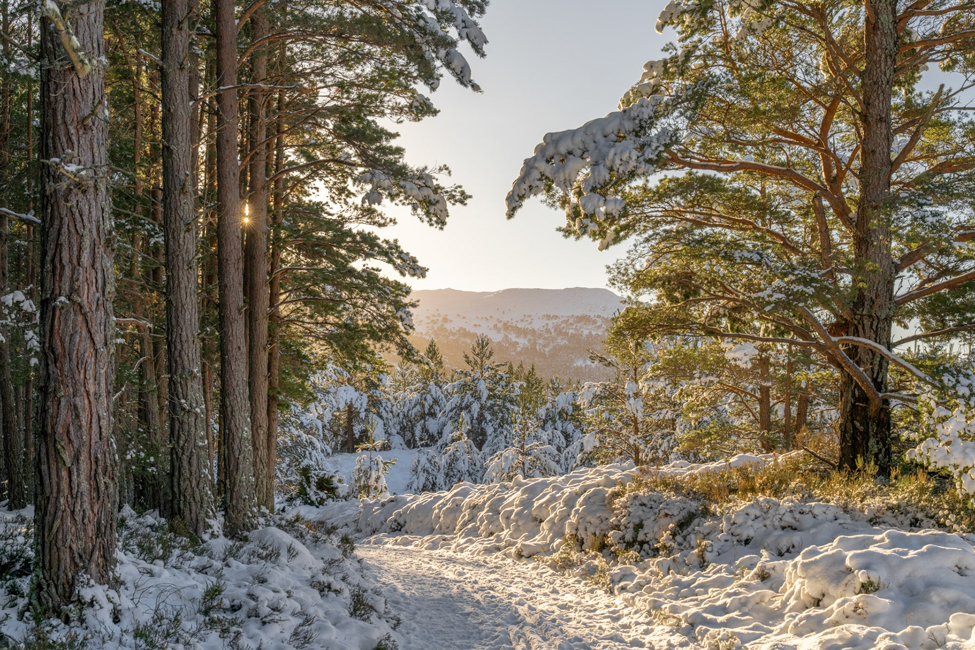 Low January sun breaks through Scots pine, casting warm light across a snow-laden forest track. The path leads the eye toward an open mountain panorama, the middle distance filled with snow-covered young conifers glowing in late afternoon backlight. A small sunstar flares between trunks, anchoring the depth.
