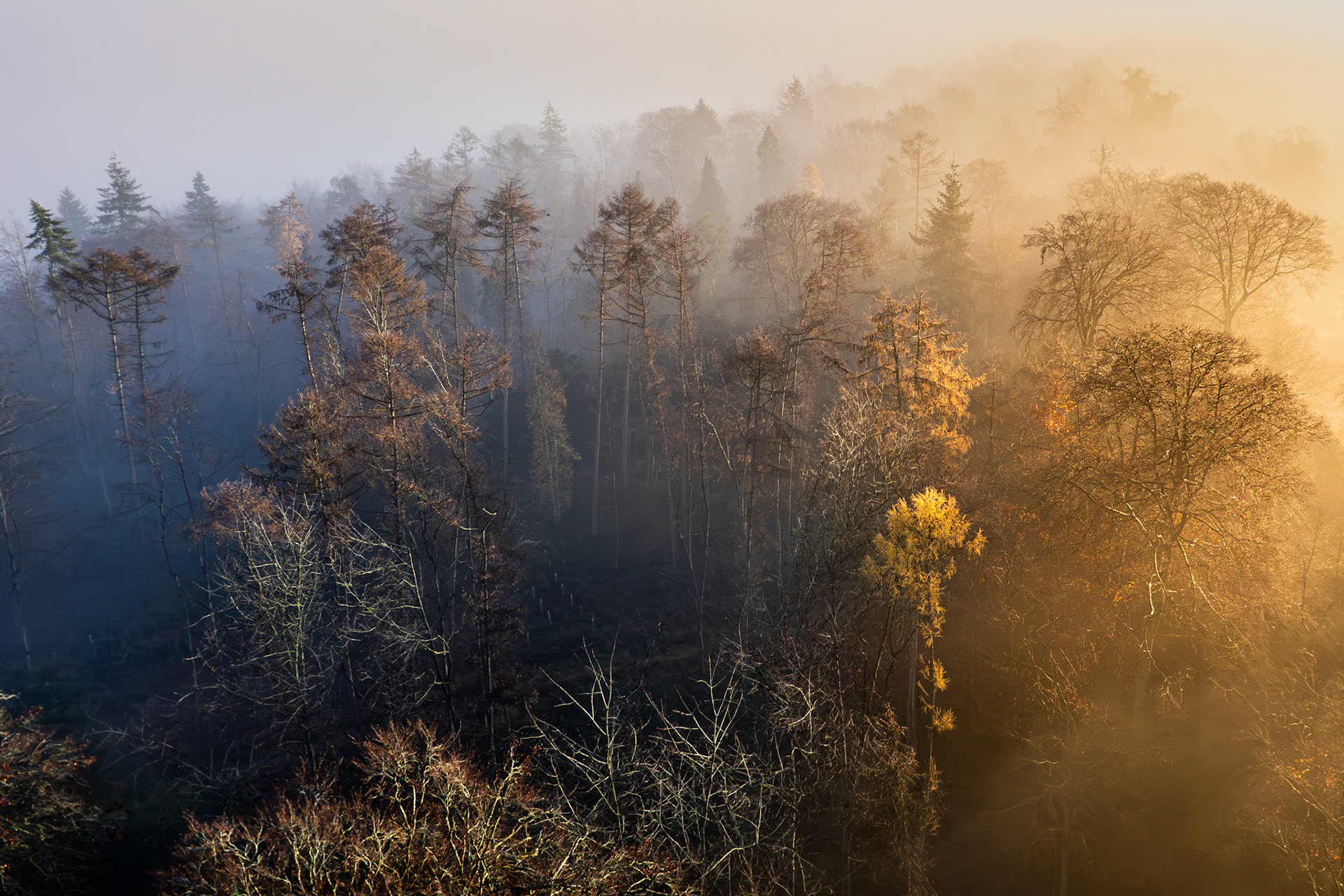 Low winter mist pools between mixed conifers and broadleaved woodland above the Thames valley, a shaft of golden morning light bisecting the canopy and splitting the frame between cold shadow and warm illumination. The aerial perspective flattens the treeline into a single plane of competing tones, the fog acting as a diffuser that separates lit and unlit halves with unusual clarity. Captured near Henley-on-Thames in early December, when the valley holds its mist longest after dawn.