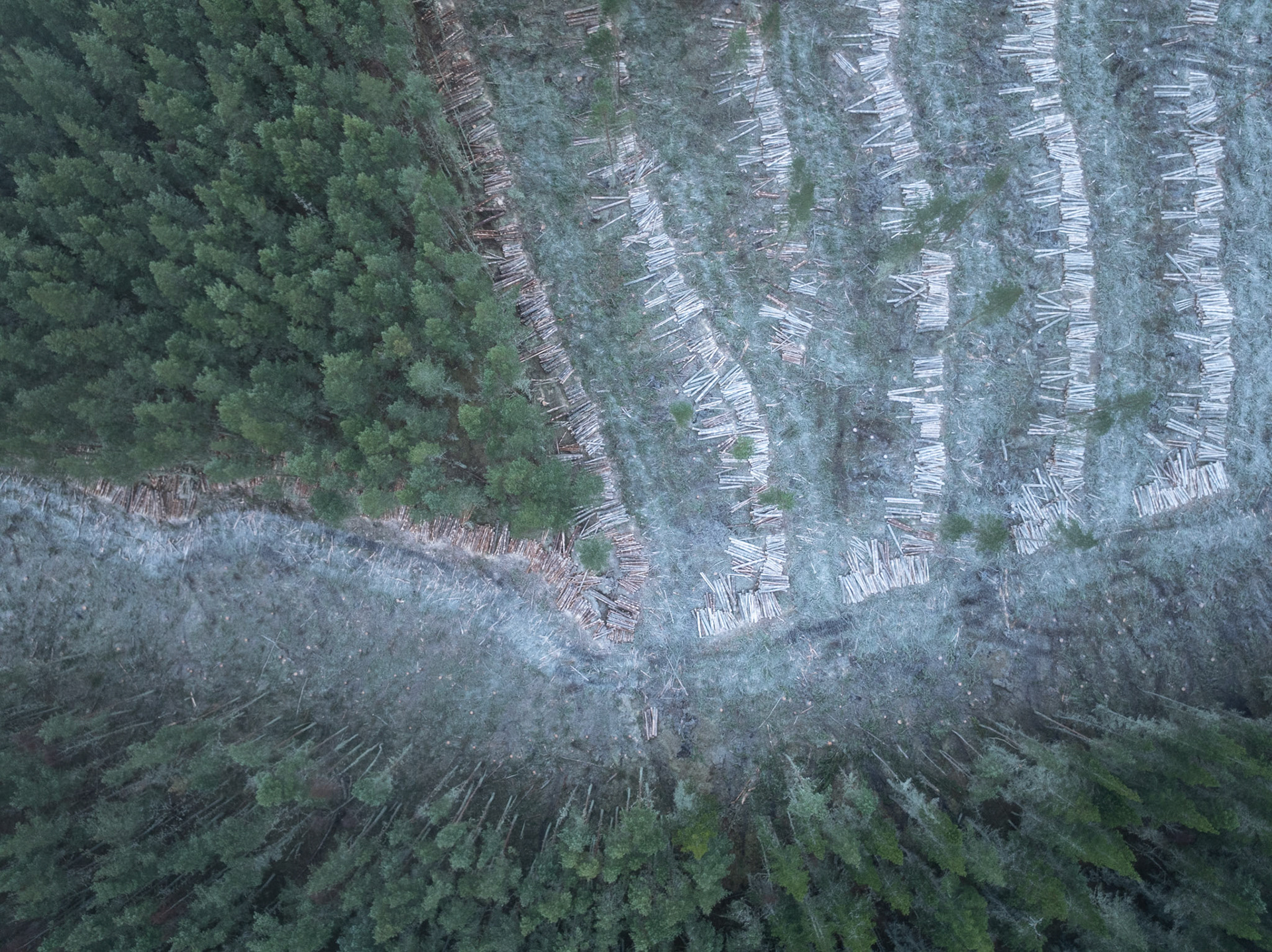 Rows of felled timber lie stacked in arcing lines across a cleared conifer coupe on the edge of the Cairngorms, December 2025. The diagonal boundary between standing plantation and harvested ground creates a graphic tension, the pale frosted ground contrasting with the dense green of the remaining canopy. Flat winter light strips the scene of sentimentality, leaving only the geometry of industrial forestry.