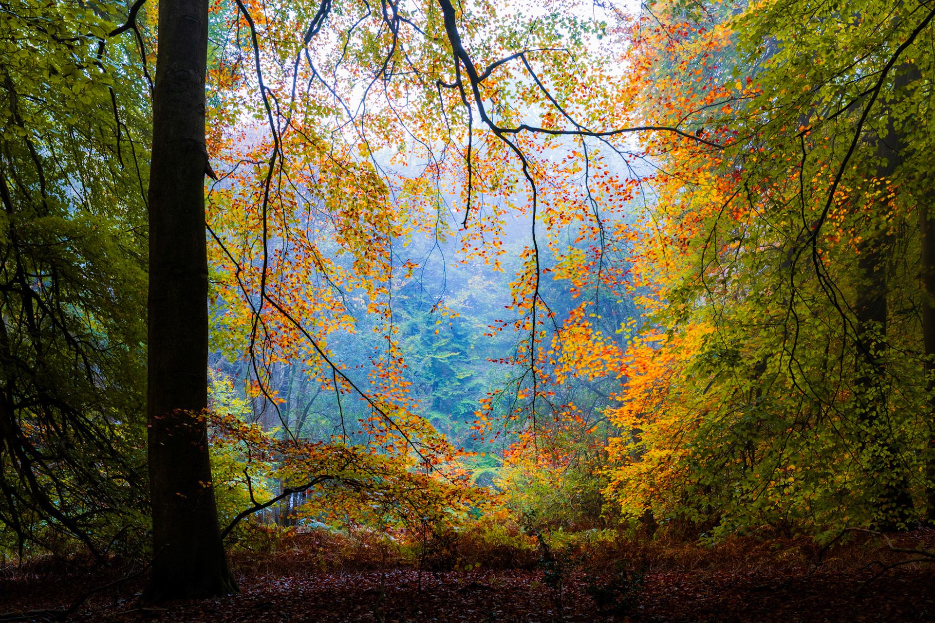 Beech leaves are the beautiful autumn palette of colour.