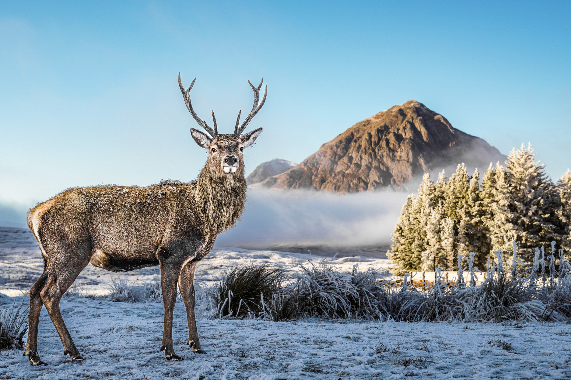 Monarch of the Glen, Stag posing in front of frozen Buachaille, Glencoe Scotland