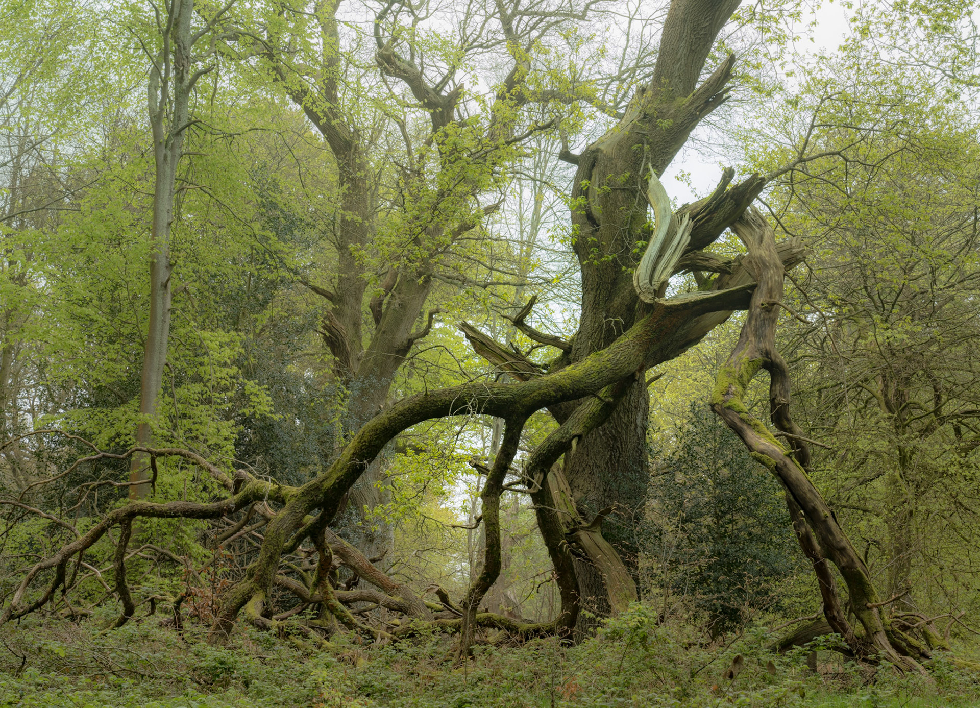 Ancient Oak Tree covered in Moss with Foggy moody backdrop, England