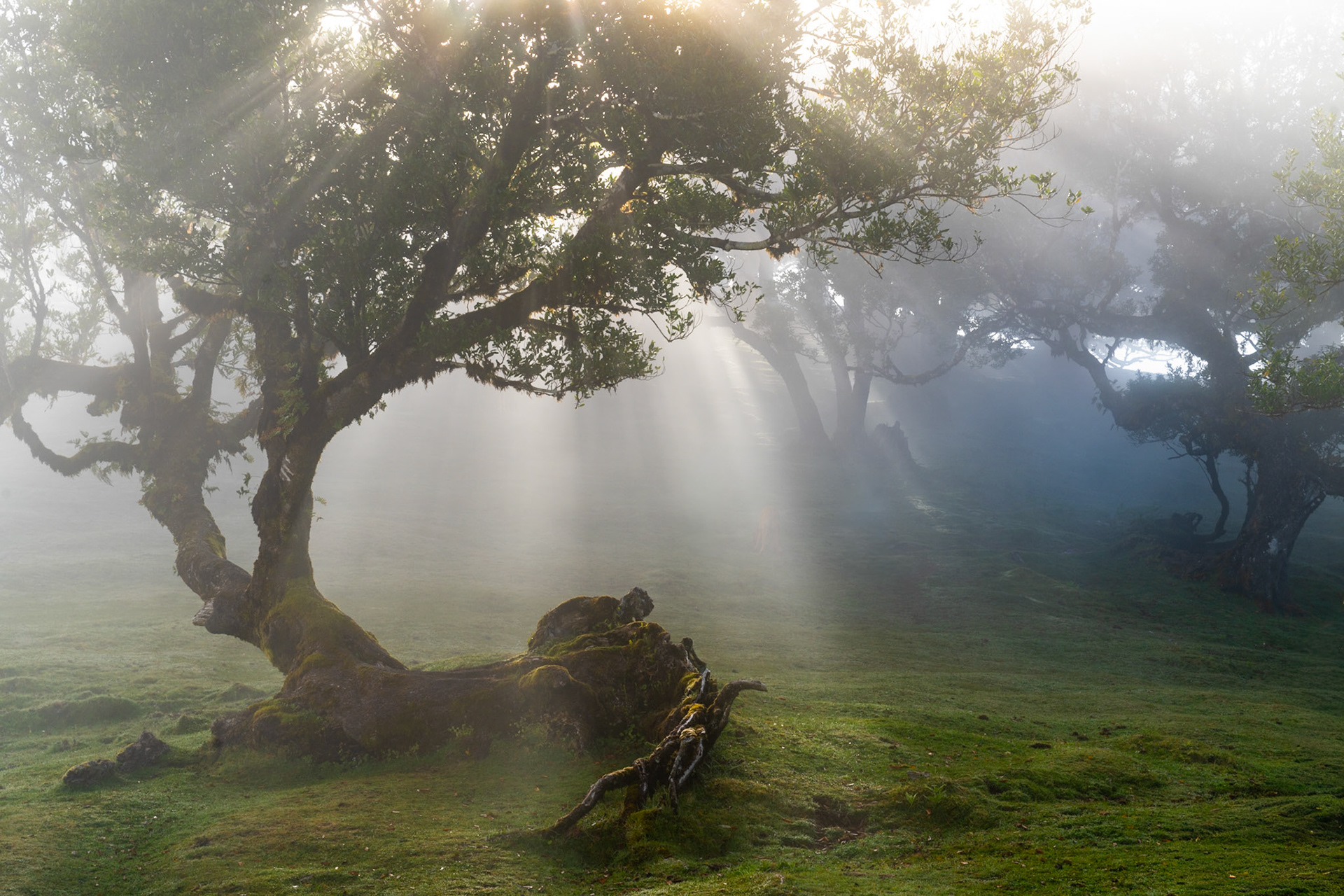 Crepuscular rays filter through ancient laurel trees in the Fanal forest, Madeira, as morning mist lingers at altitude. The gnarled, moss-covered roots of a veteran tree occupy the foreground, while successive layers of fog dissolve the background into near-abstraction. The quality of light and the sculptural character of the subject combine to produce an image of rare atmospheric coherence.