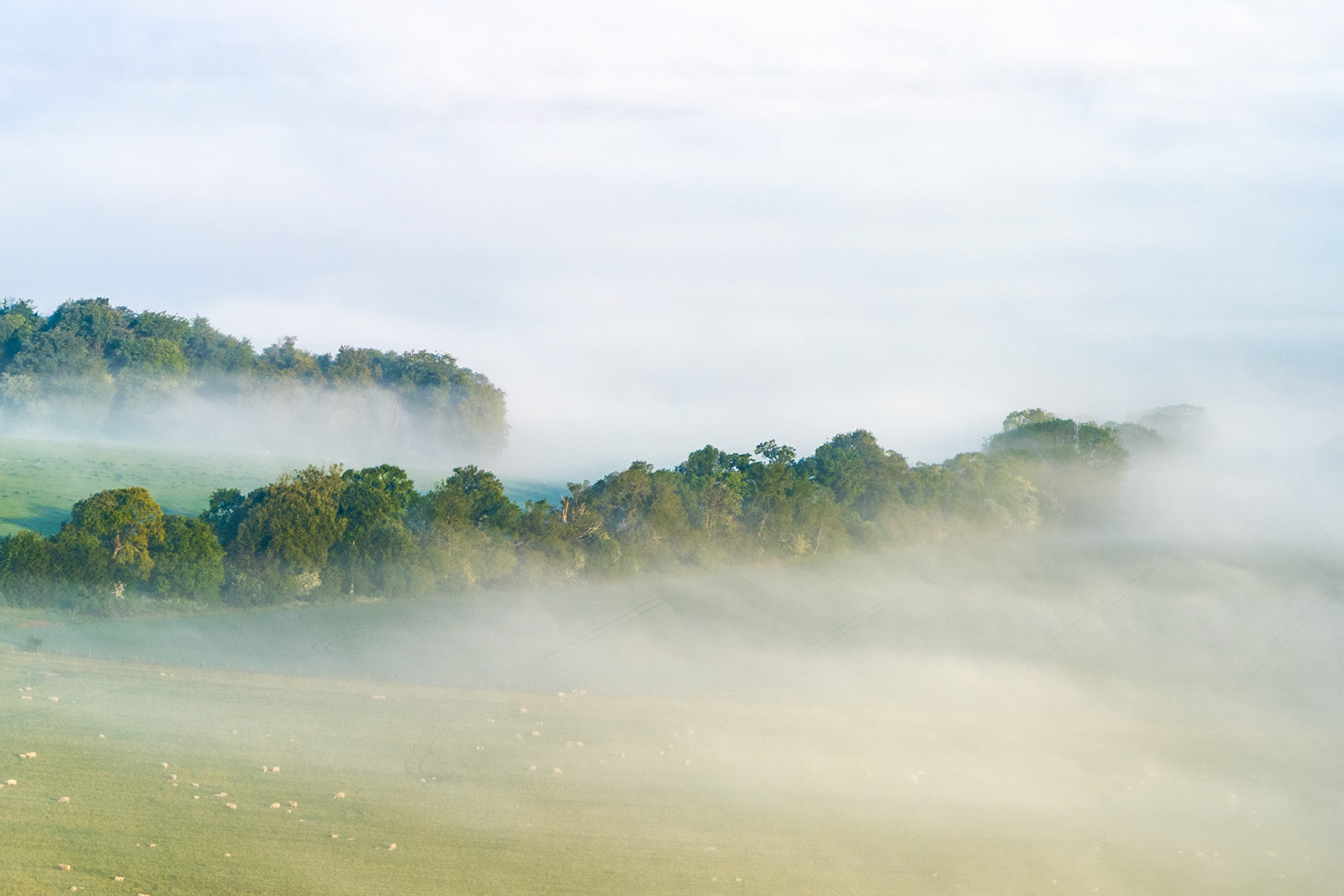 A band of valley fog pools across chalk downland near Henley-on-Thames, half-submerging a treeline of mature oaks and reducing the grazing sheep below to pale flecks. Captured from altitude in early afternoon as a residual temperature inversion holds the mist low against the hill slope. The layering of fog, canopy and overcast sky compresses the scene into quiet horizontal planes.