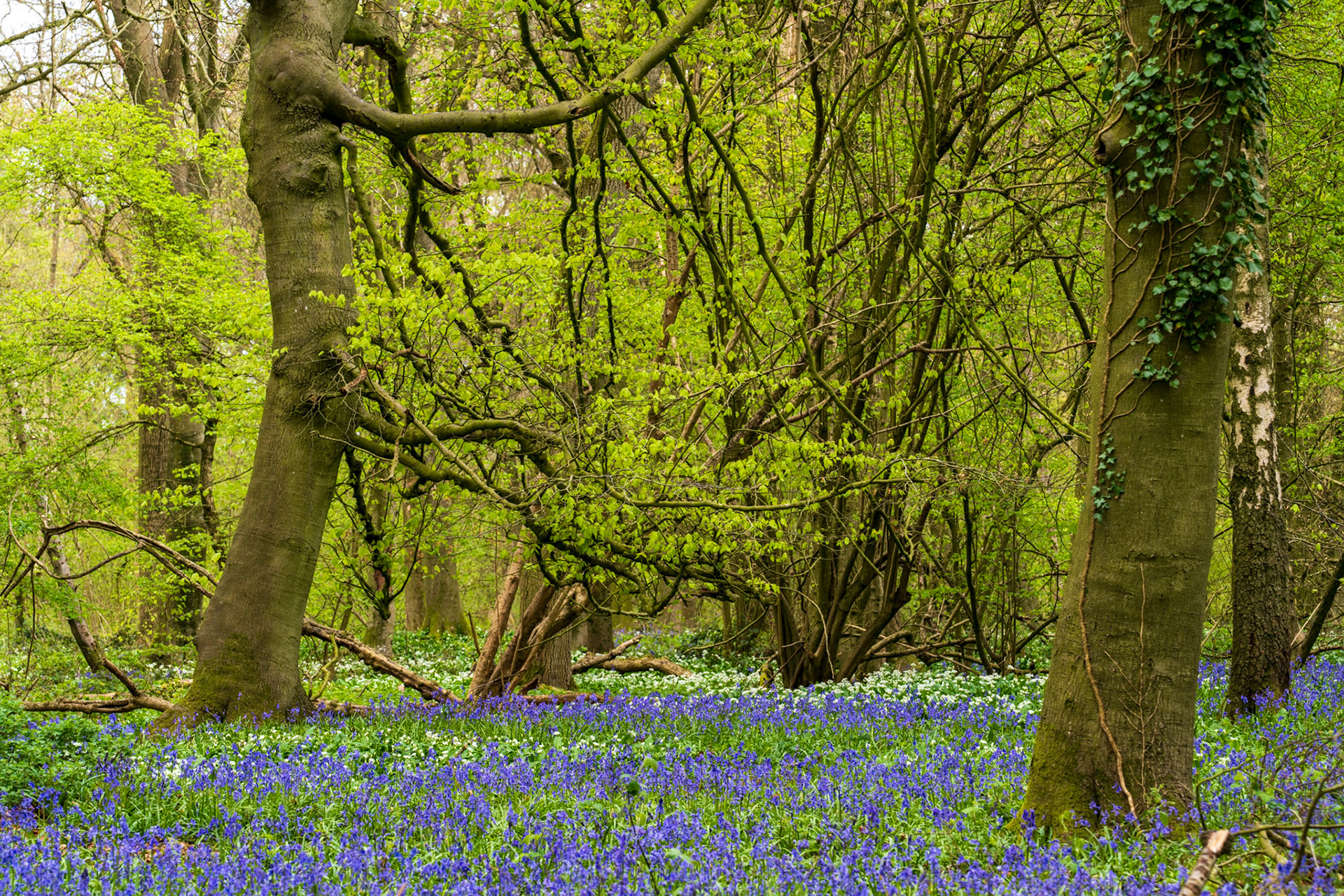 In a Chilterns woodland in Oxfordshire, a dense spring bluebell carpet transitions to wild garlic deeper into the wood, framed by two beech trunks and a tangle of hazel coppice in fresh leaf. The flat overcast light holds detail evenly across the blue and white ground flora. Fallen timber and ivy-clad stems add structural interest without distraction.