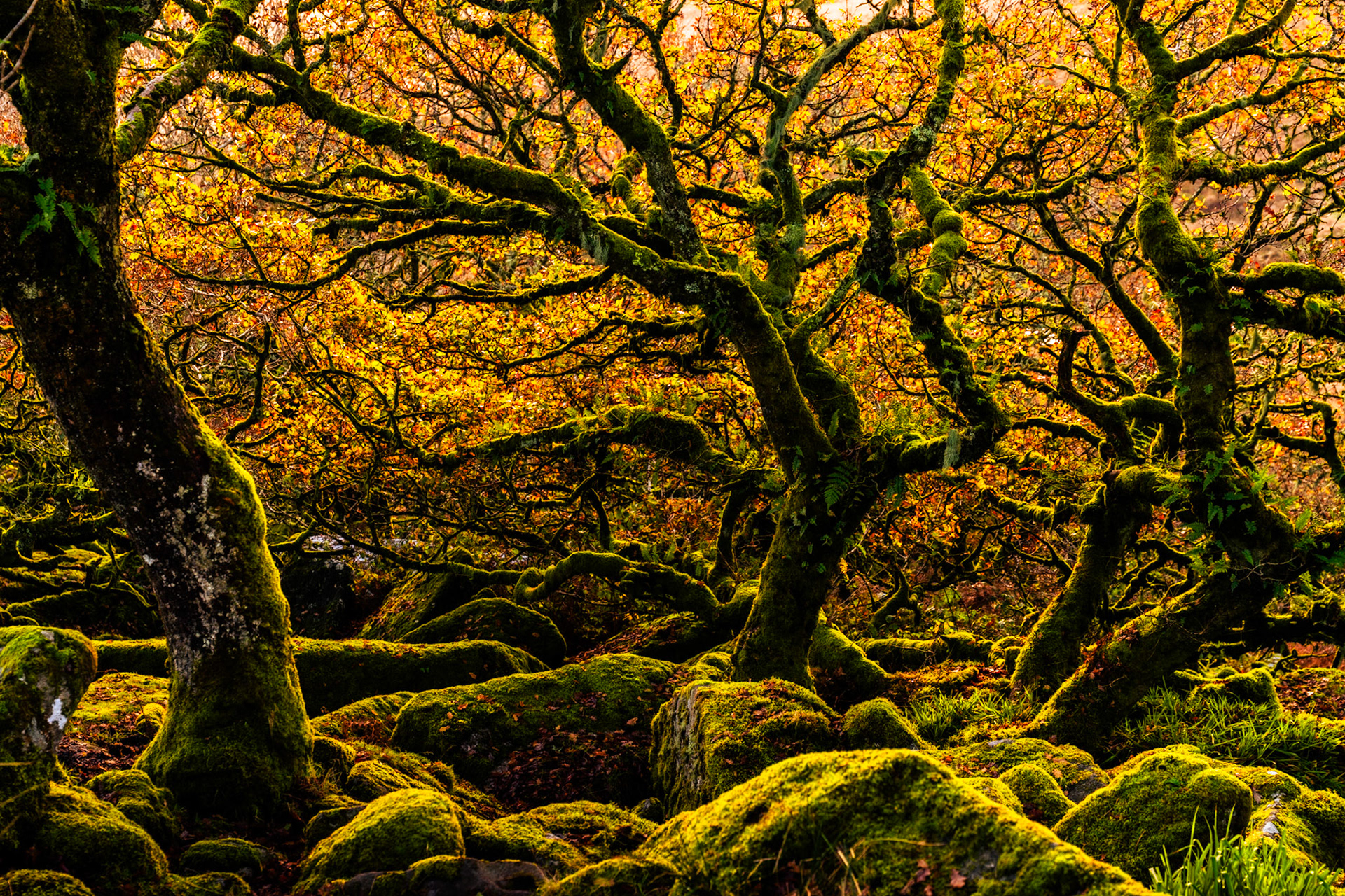 Veteran oak trees rise from a floor of moss-smothered boulders in the Chilterns, Oxfordshire, their gnarled branches interlacing against a canopy still holding amber autumn foliage. The low November sun backlights the upper crown, separating the dark twisted limbs from the warm tonal wash behind. The layering of moss, rock, and branching architecture gives the composition unusual depth for a scene this enclosed.