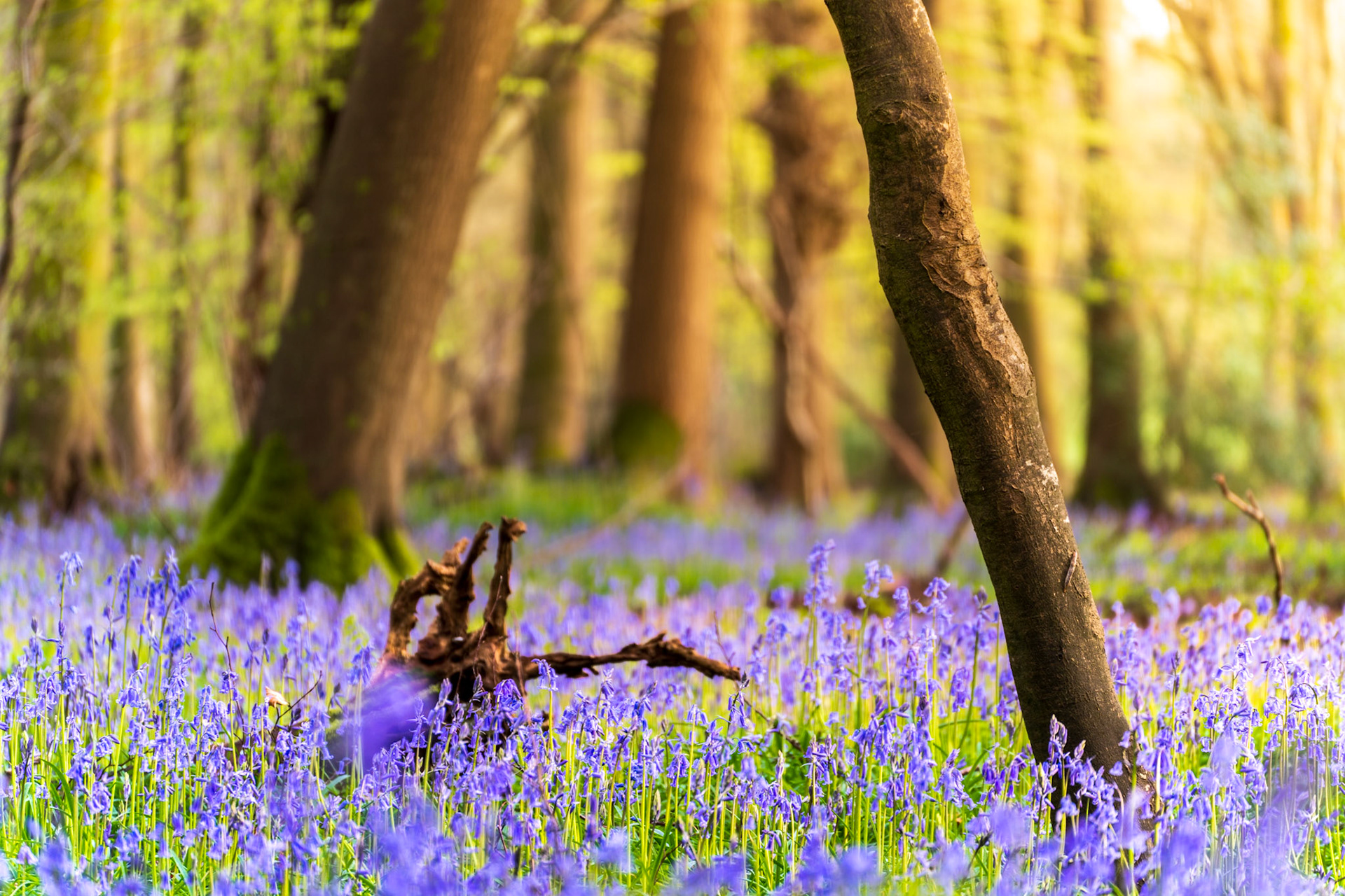 Bluebells amongst old beech woodland, Chilterns, England