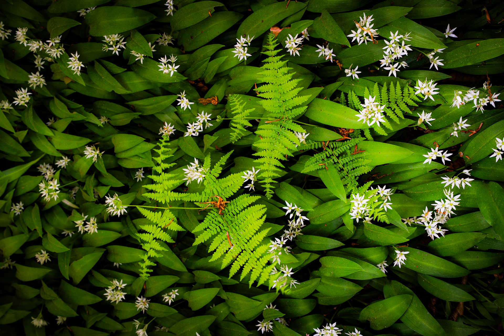 A single bracken frond emerges through a dense carpet of flowering wild garlic, its bright pinnate fronds contrasting sharply with the broad, dark leaves and scattered white star-flowers beneath. The overhead perspective compresses the woodland floor into a flat, textile-like pattern. Captured in mid-May, the image sits at the brief overlap between ramsons peak bloom and early fern emergence.