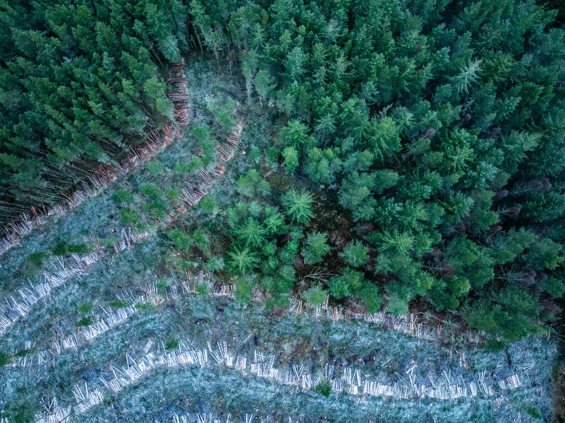 A diagonal frontier between standing conifer plantation and a freshly felled clearing near Kingussie, Cairngorms, photographed from directly overhead in midwinter. Frosted stumps and stacked timber create pale geometric lines against the dark canopy, the composition drawing the eye along the boundary between extraction and continuity. The flat winter light removes shadow, flattening the scene into near-abstraction.