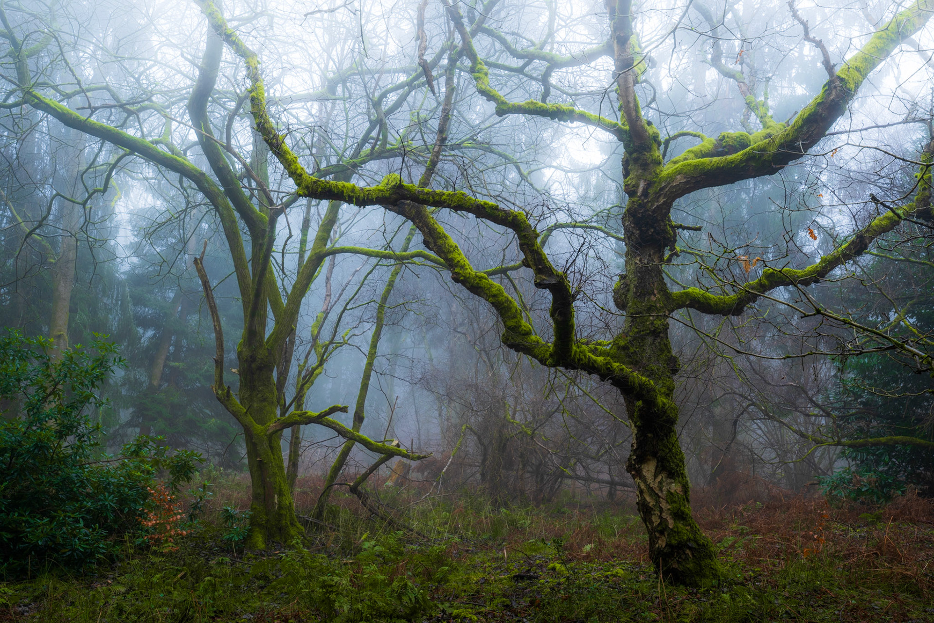 Two trees, both covered in moss, look gnarled and ancient in this winter scene which is full of stubborn fog. A somewhat spooky scene.