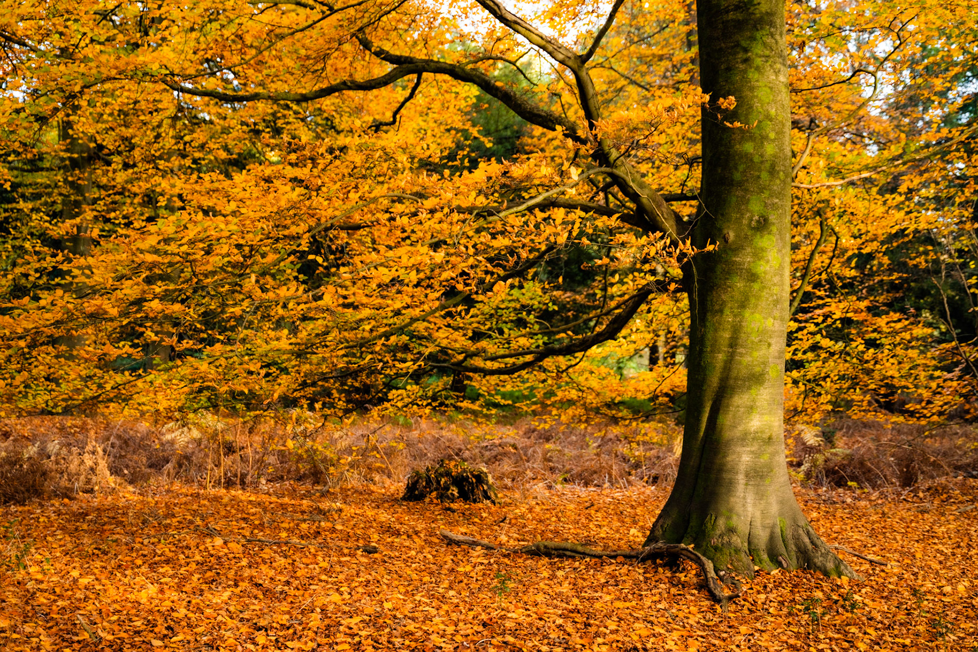 A mature beech stands at the woodland edge in the Chilterns, Oxfordshire, its canopy still holding amber foliage above a floor deep in fallen leaves. Bracken and heathland scrub behind suggest a forest margin. The flat midday overcast gives even illumination but little mood.