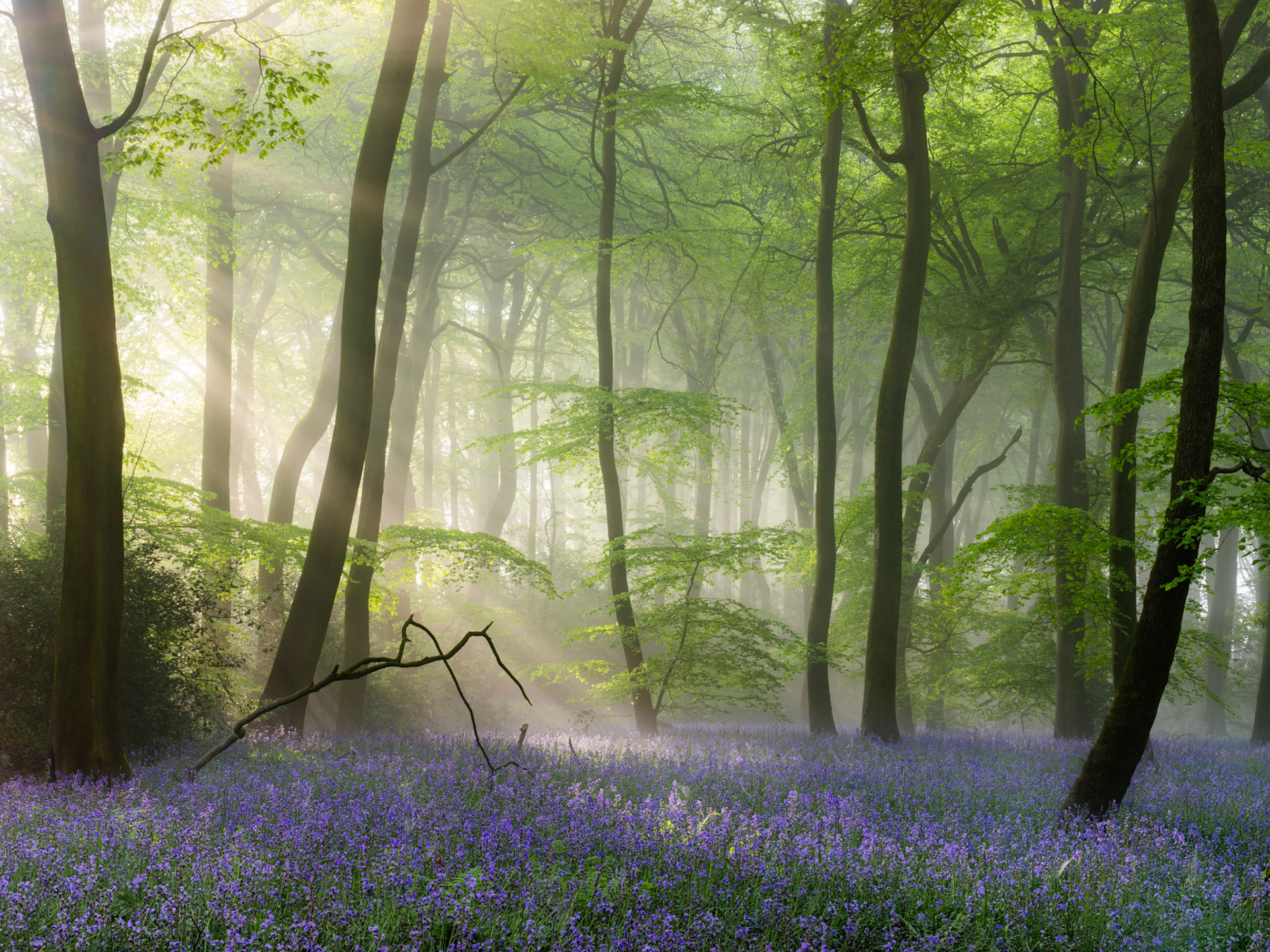 Crepuscular rays filter through fresh beech canopy into a bluebell-carpeted woodland floor in the Chilterns, Oxfordshire, the ground mist catching each shaft of early morning light. A fallen branch in the middle distance adds structural tension without disturbing the stillness. The compression of the intimate focal length holds the scene in quiet equilibrium.