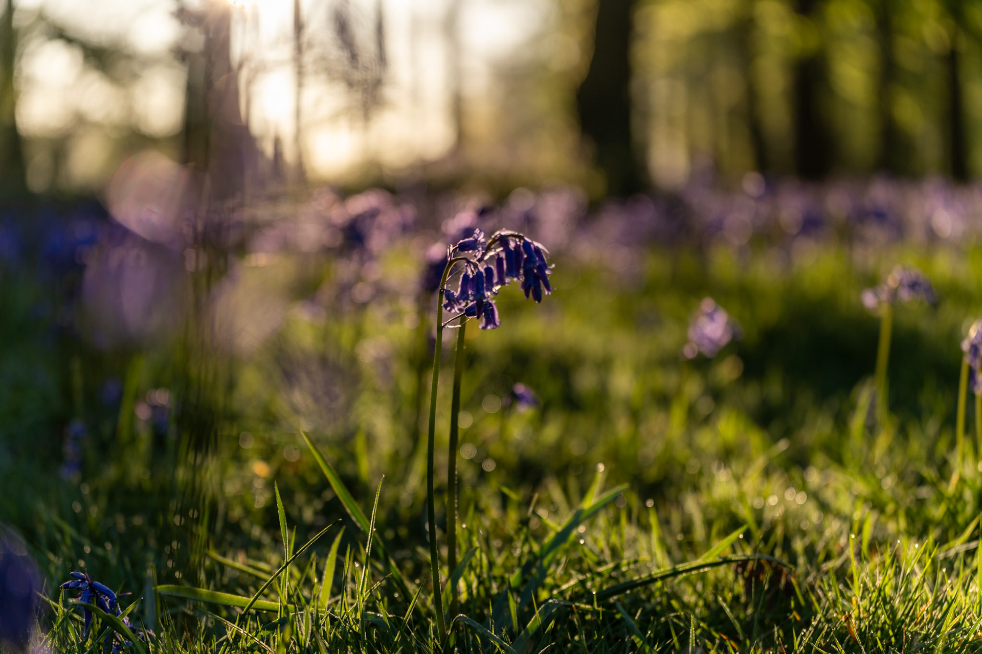 A solitary bluebell stem rises from dew-laden grass at the edge of a woodland carpet in early morning light. Backlit by a low sun breaking through bare deciduous canopy, the flower is rendered in sharp relief against a dissolving field of violet bloom. The worm's-eye perspective and shallow depth of field give a sense of scale and quiet abundance.
