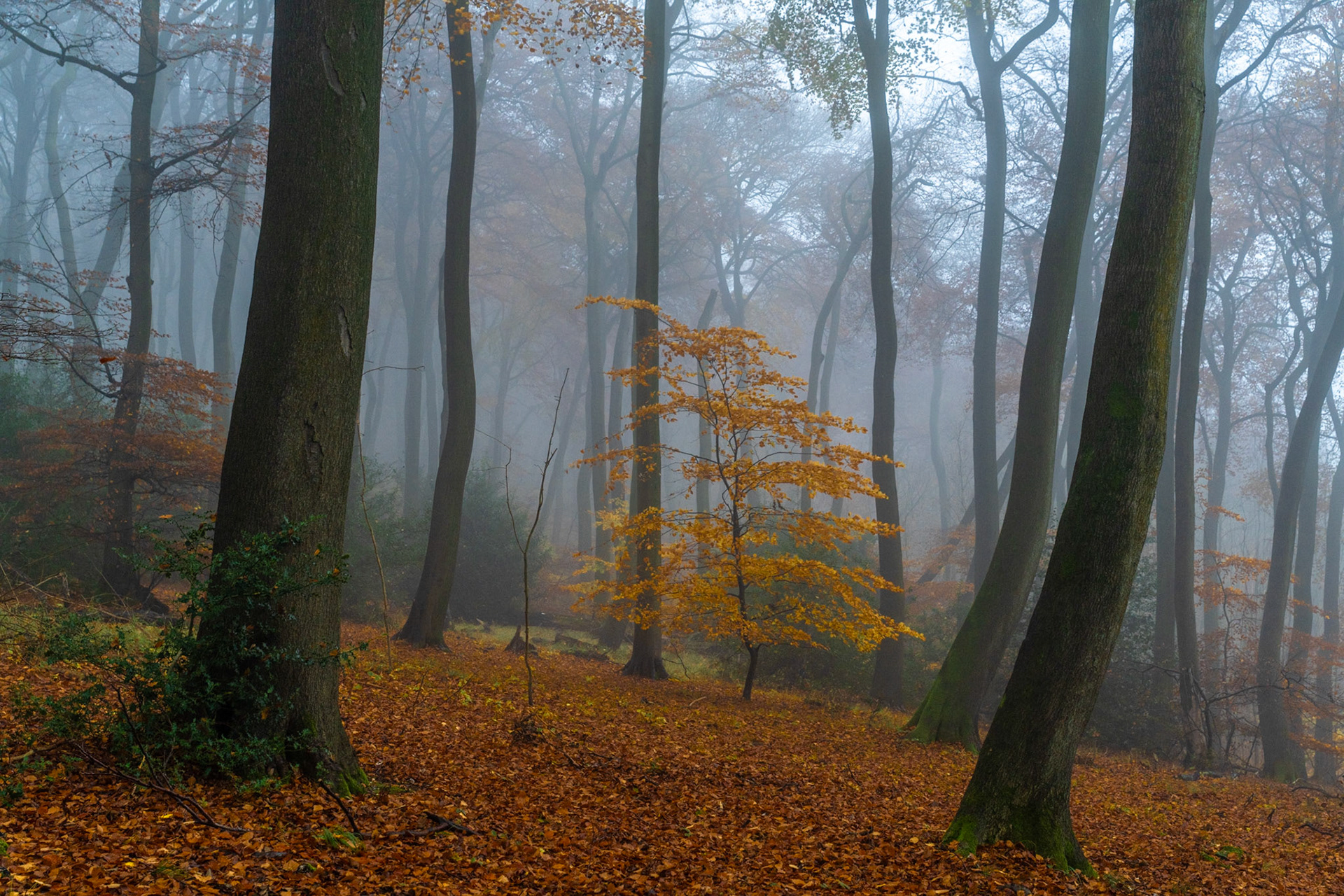 A young beech in the Chilterns retains its amber foliage against a receding curtain of fog, framed by the dark columns of mature trees stripped to their winter silhouettes. The muted cool tones of mist beyond isolate the single golden canopy with quiet precision, drawing the eye to the contrast between the season's last colour and the encroaching bare wood. Fallen leaves carpet the slope throughout, grounding the composition in late November stillness.