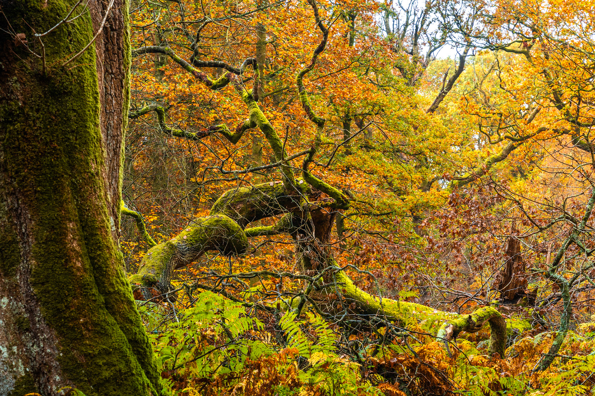 A moss-laden fallen oak sprawls across a woodland floor deep in autumn colour, its contorted limbs mirroring the gnarled canopy above. Bracken and fern litter the understorey in russet and olive, the diffuse overcast light rendering texture without shadow. The scene suggests ancient, unmanaged woodland typical of upland Atlantic oakwood.
