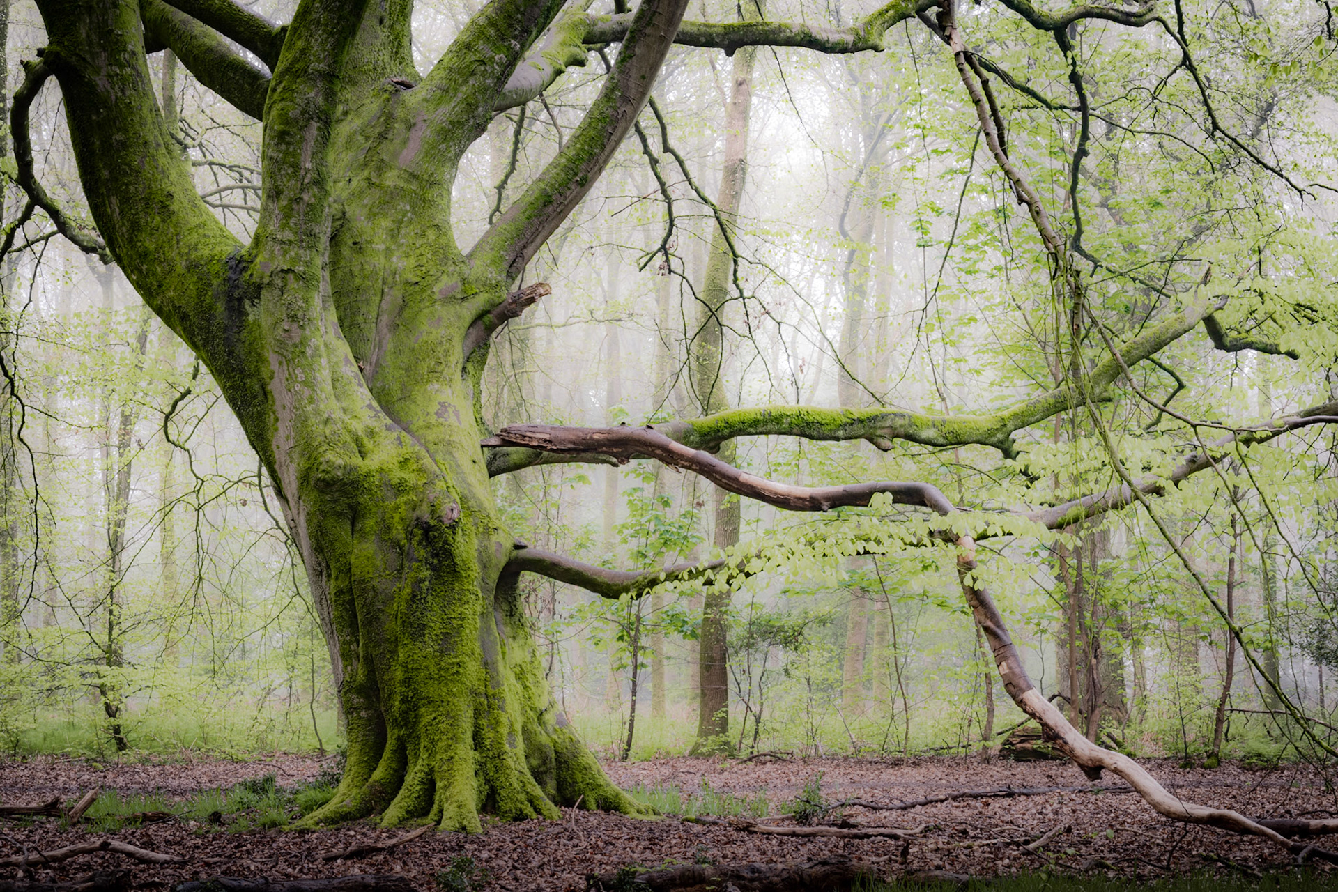 Ancient Oak Tree covered in Moss with Foggy moody backdrop, England