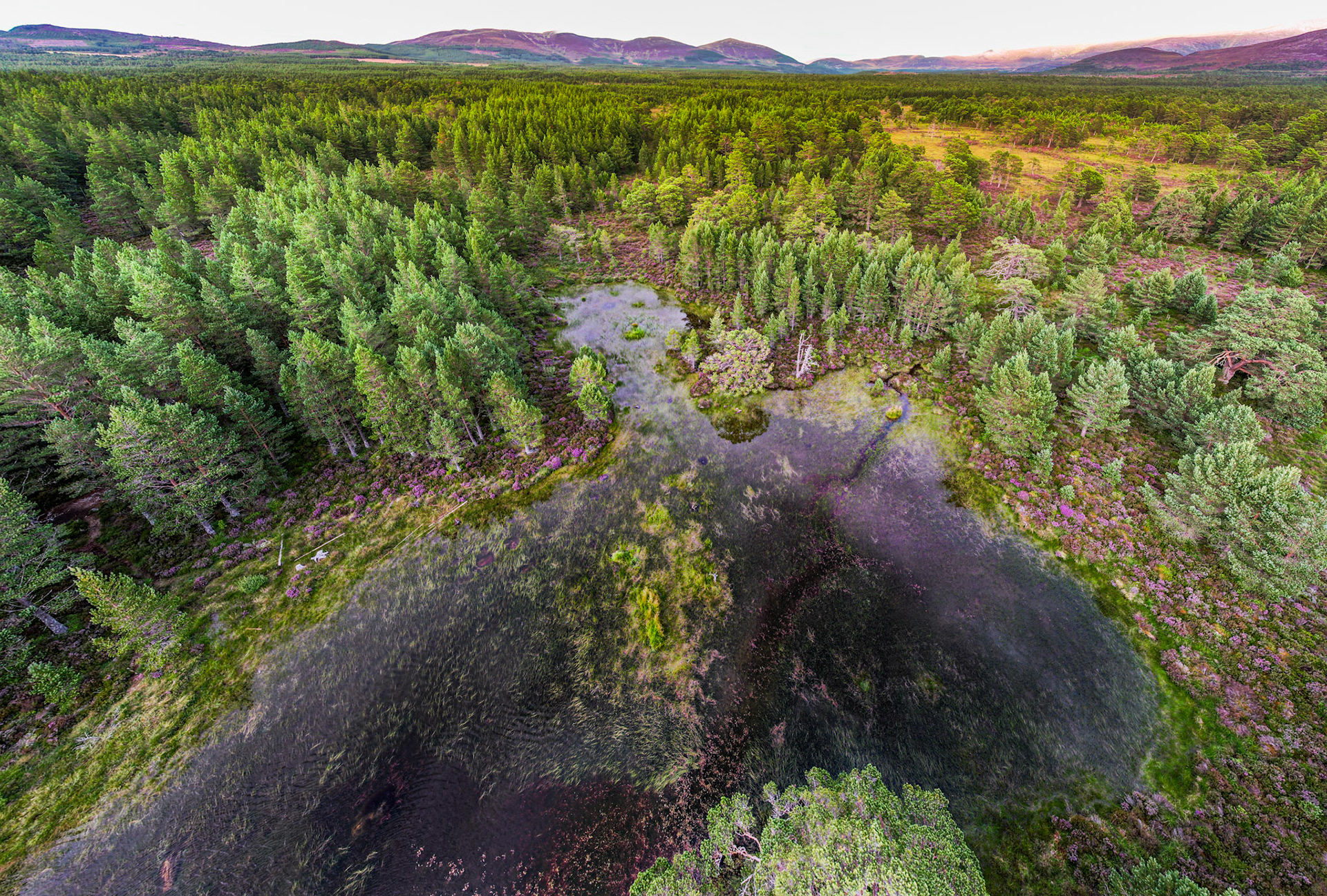 Remnants of the Caledonian Forest, in the Cairngorms, Scotland. Extensive pine trees and summer heather.