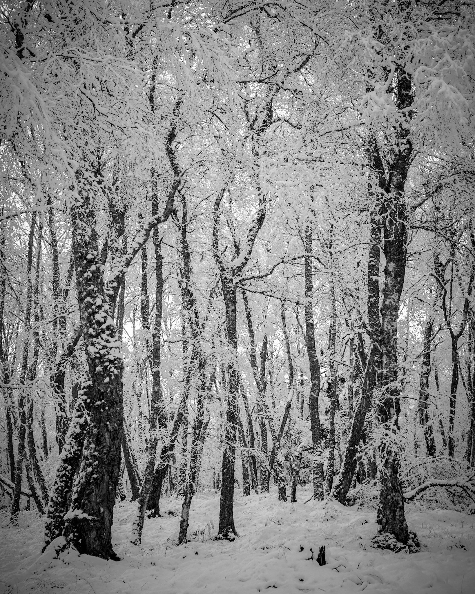 A road leads into the woodland of this Scottish winter scene, where heavy snow had fallen, Cairngorms, Scotland