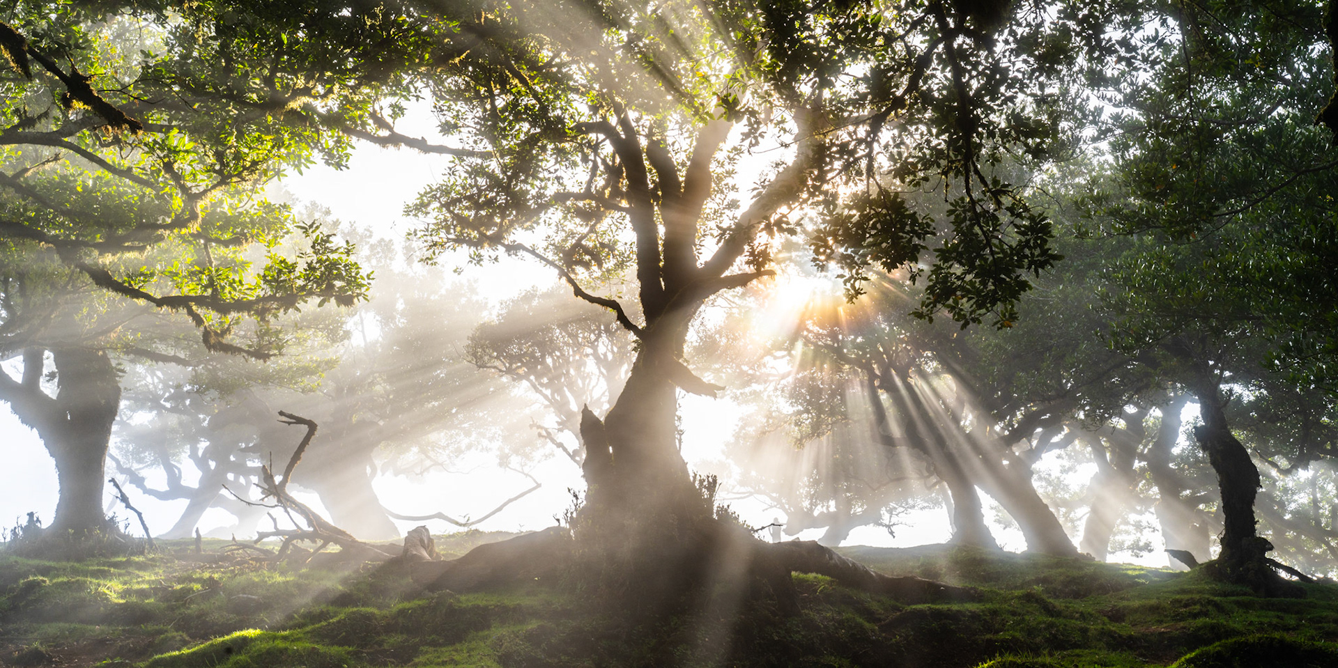 Crepuscular rays break through morning mist in the ancient laurel forest of Fanal, Madeira. The gnarled trunk of a centuries-old til tree anchors the frame as diffused light fans outward through layered fog, revealing the sculptural root systems and moss-covered ground beneath the canopy. The wide panoramic crop deepens the sense of depth and primordial stillness.