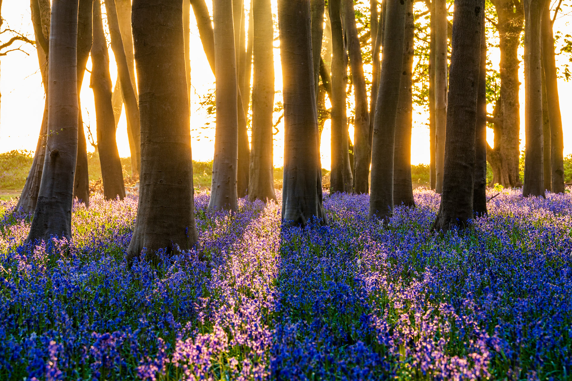 Low dawn light filters between smooth beech trunks at Badbury Clump near Faringdon, Oxfordshire, rim-lighting a dense carpet of native bluebells at peak spring bloom. The warm backlight creates a complementary contrast with the cool violet of the flowers, the trunks acting as repeating verticals that anchor the composition. Captured at first light when the sun sat just below the woodland edge.