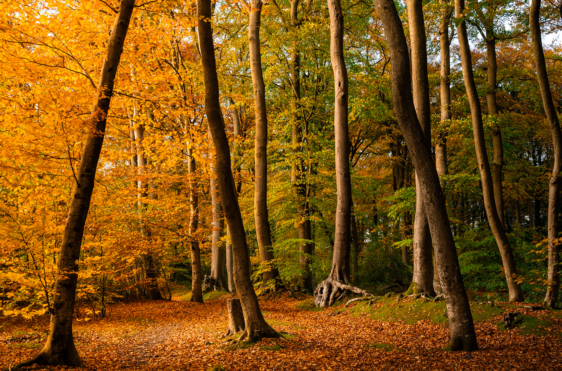 A stand of mature beech trees in the Chilterns, Oxfordshire, photographed in mid-autumn colour, their canopy transitioning from gold on the western side to residual green towards the interior. Fallen leaves carpet the woodland floor around exposed root systems, while dappled afternoon light picks out the smooth grey trunks. The image records the turn of the season with competence, though no single compositional anchor draws the eye.
