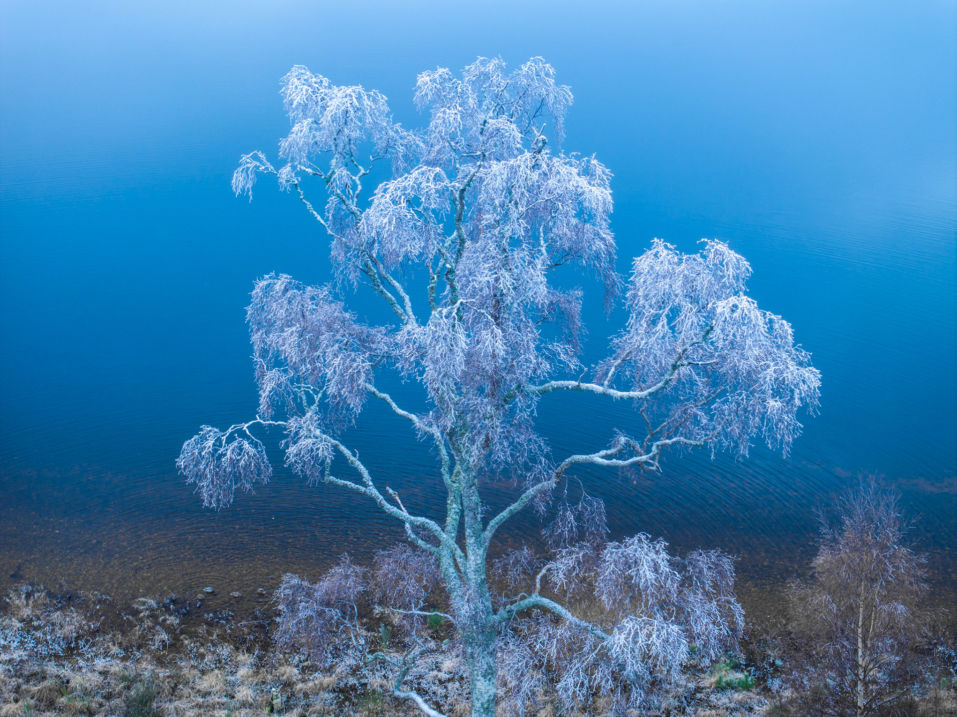 An aerial view of a weeping silver birch tree covered in Hoar Frost in the Cairngorms National Park, Scotland, in winter. The skeletal cross-section of the tree is visible, with the deep blue water of the loch providing a striking and unique background.