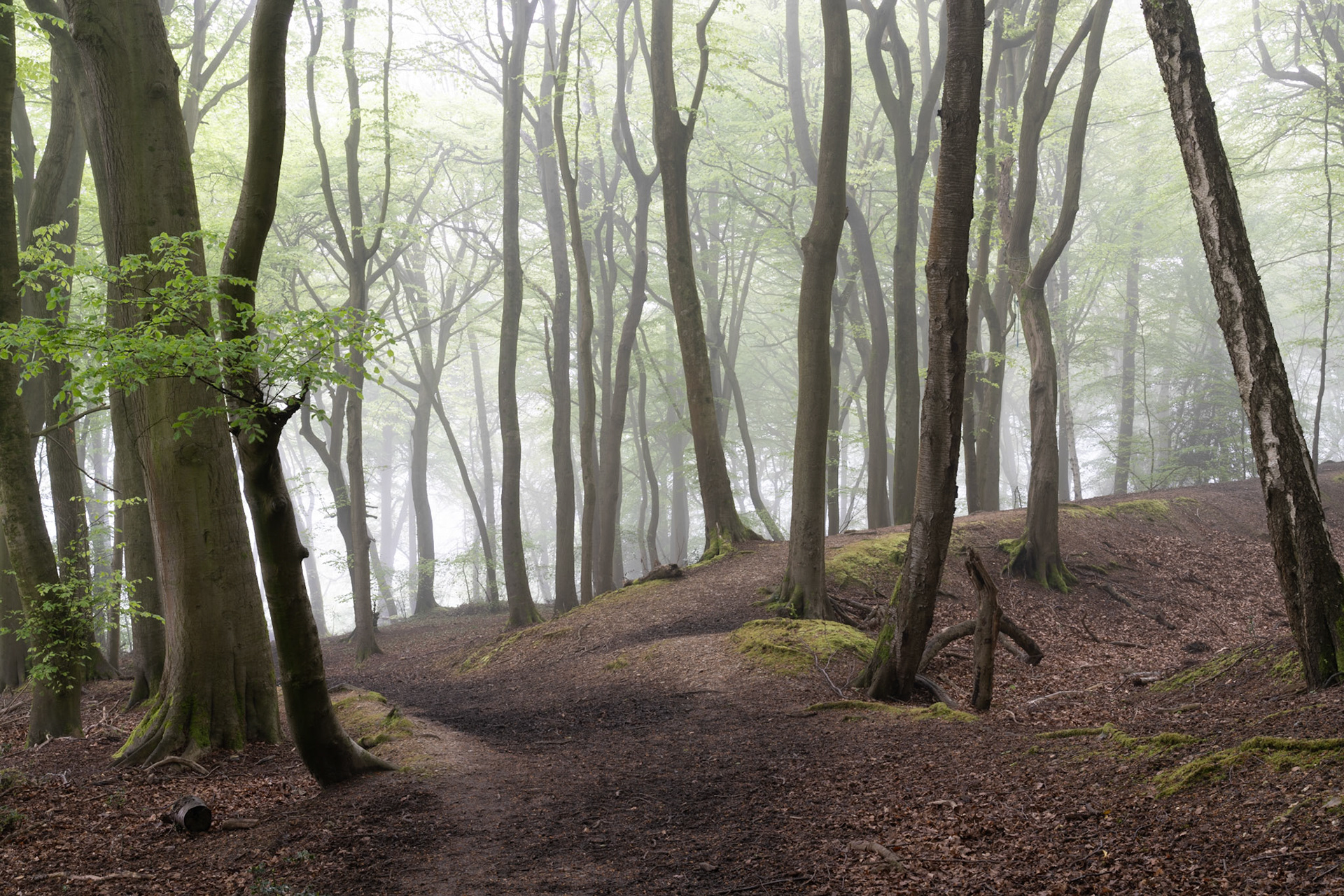 Somewhat sparse woodland floor in this summer scene, England