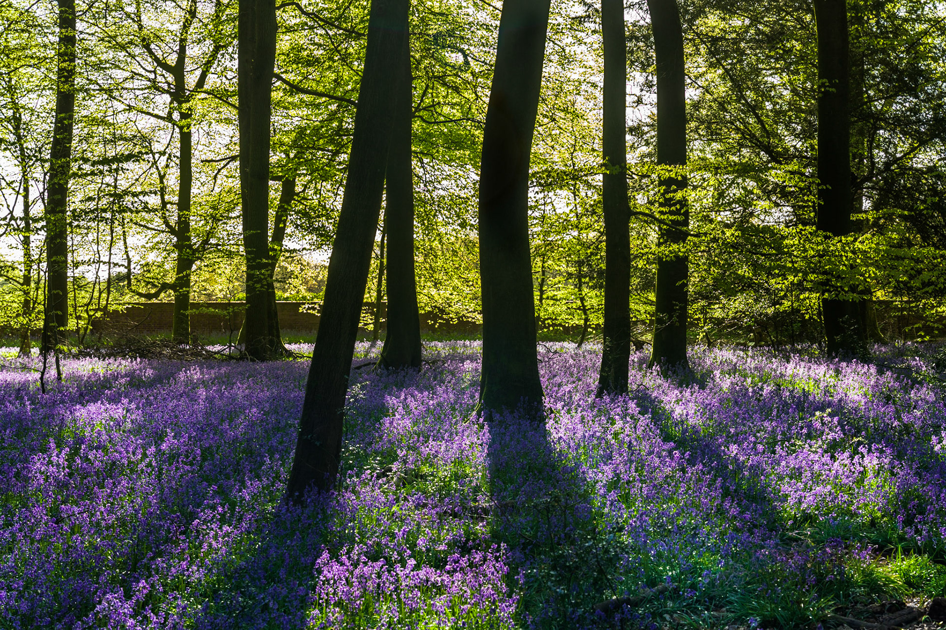 Backlit beech trunks rise from a dense carpet of native bluebells in full flower across a Chilterns woodland floor, the low early-morning sun igniting the fresh canopy from behind and casting the foreground into dappled contrast. The compression of the intimate focal length locks the viewer within the interior rather than surveying it from a distance. Captured at dawn in late April in Oxfordshire, the image holds the brief window when leaf emergence and bluebell peak coincide.