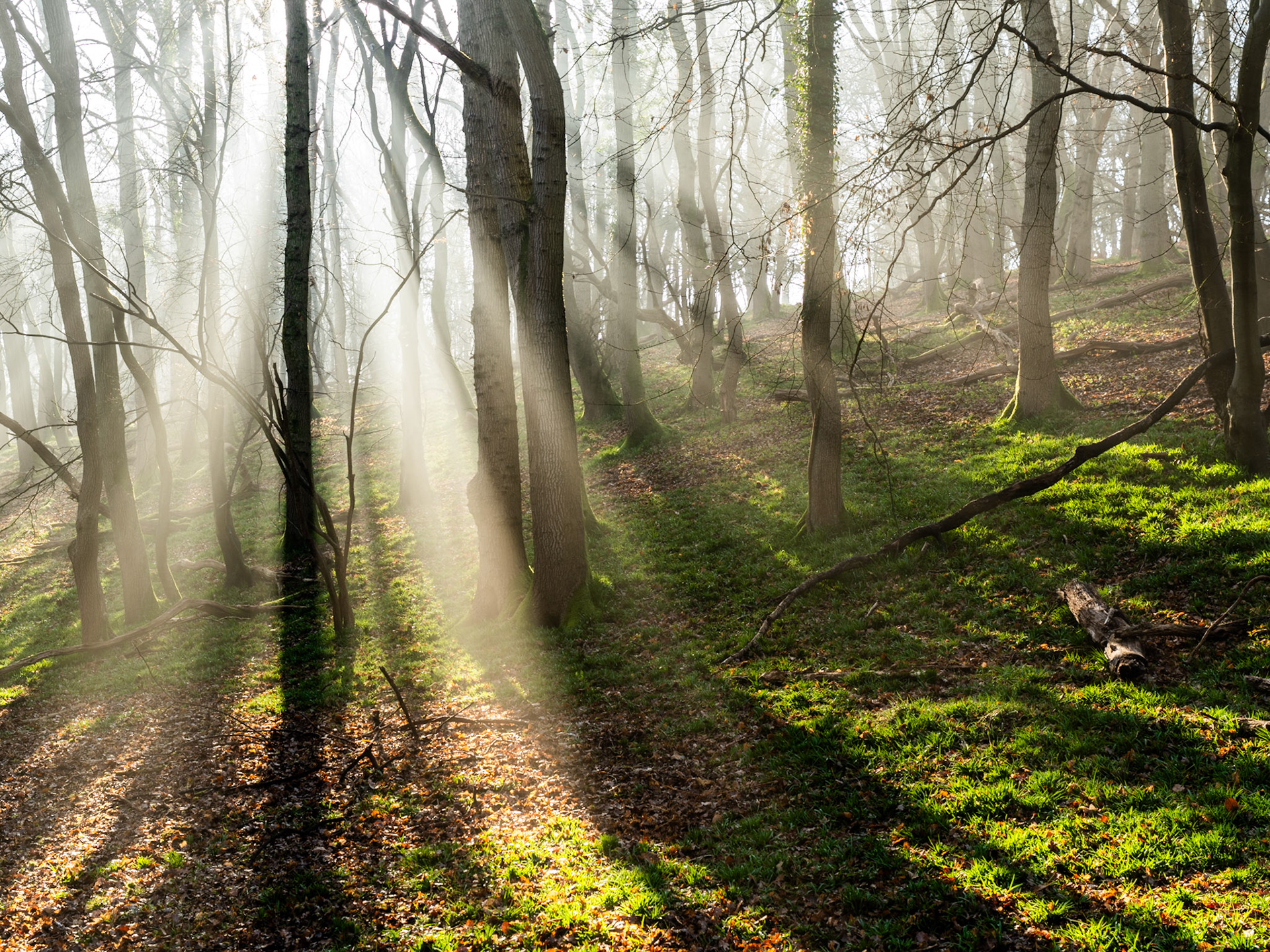 Crepuscular rays pierce low morning mist between bare-branched deciduous trees in the Chilterns, Oxfordshire, casting hard shadow bands across a leaf-litter floor edged with vivid early-spring grass. The interplay of shadow and illuminated vapour gives the scene a rare tonal range, from deep forest shadow to near-white diffusion at the source. Fallen timber and undulating ground anchor the middle distance without competing with the light.