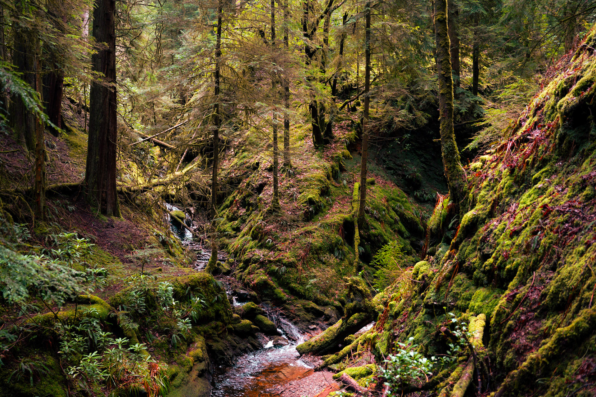Pucks Glen, Scotland
