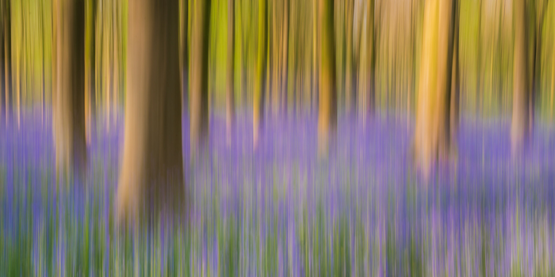 The purple of the bluebells and greens of the beech trees are strikingly beautiful in this ICM capture from West Woods in England.