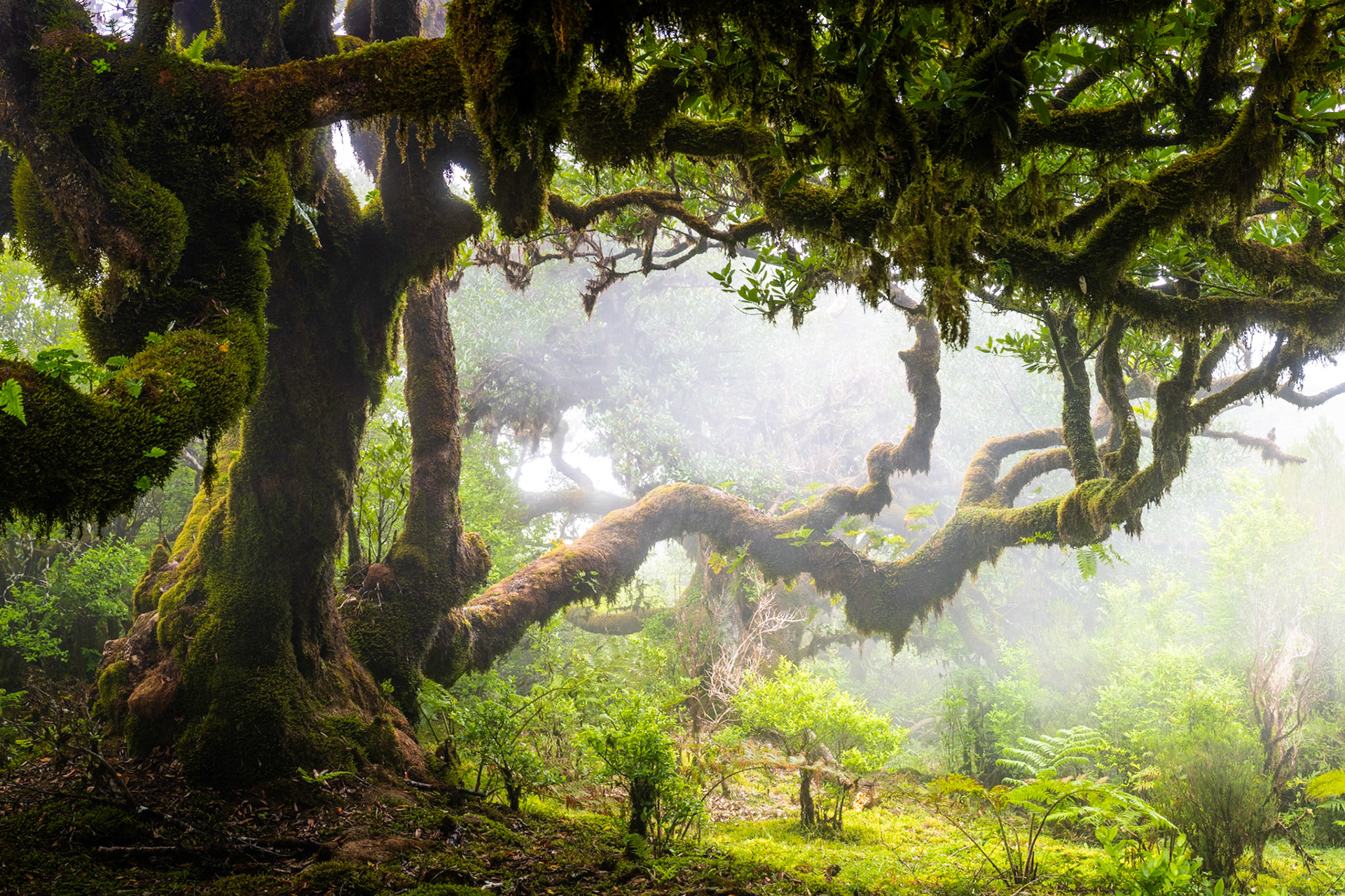 A veteran laurel tree spreads moss-laden limbs through the fog of Madeira's laurisilva forest. Mist diffuses the midday light into something close to dusk, erasing distance and drawing the eye along the serpentine branch that crosses the frame. The ancient, contorted structure and dense epiphytic moss speak to centuries of cloud-forest humidity.